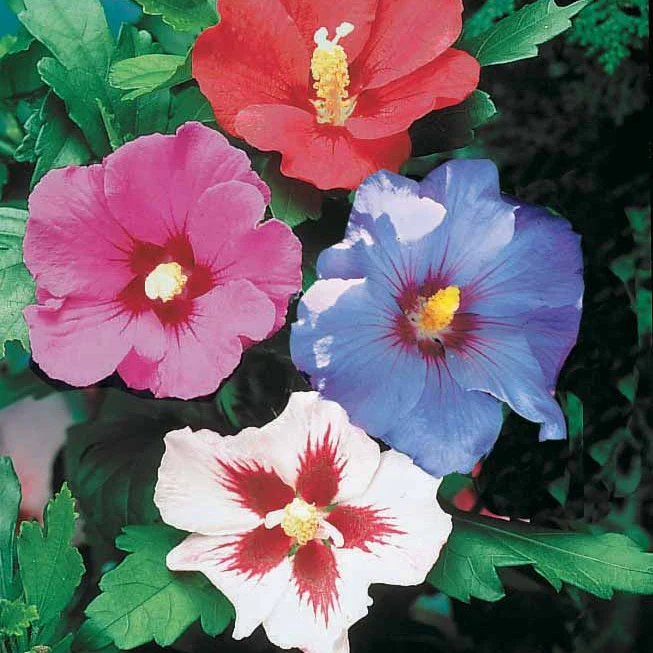 10 Hibiscus de jardin - Haie de 8 m linéaire - Image 3