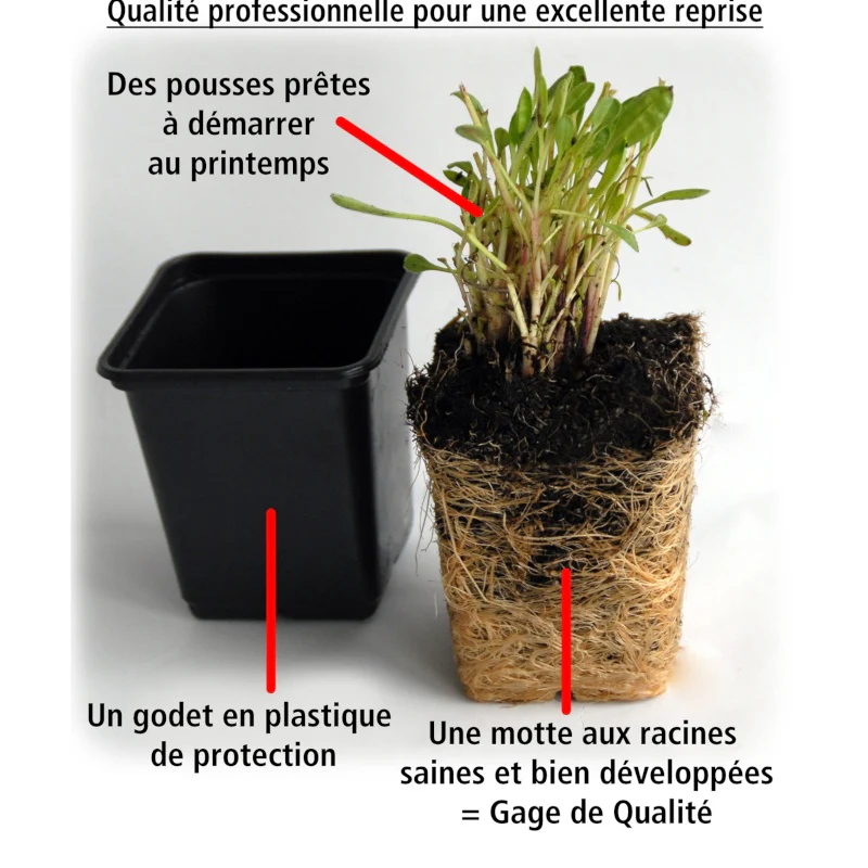 10 Oeillets de poète en mélange - Image 6