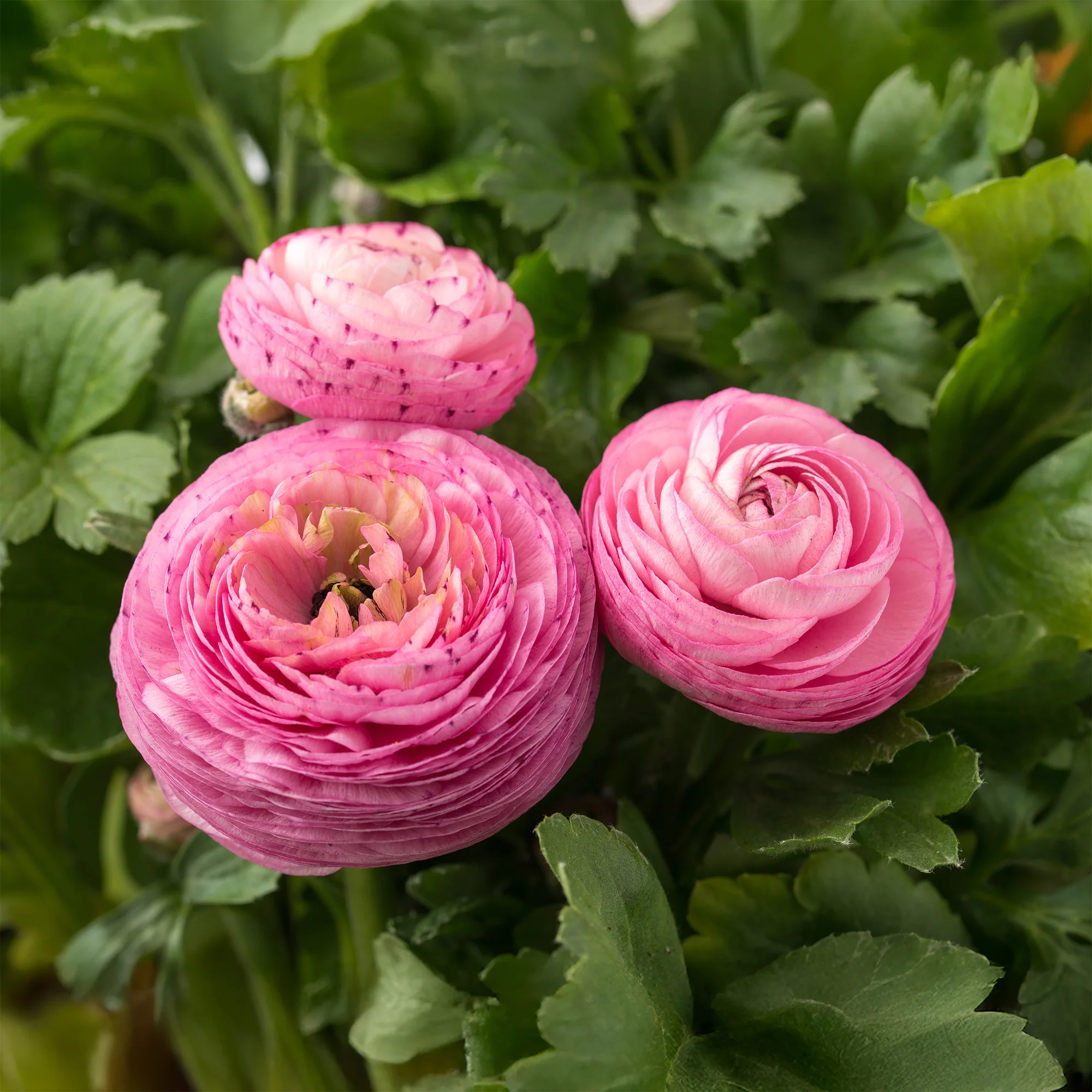 10 Renoncules roses