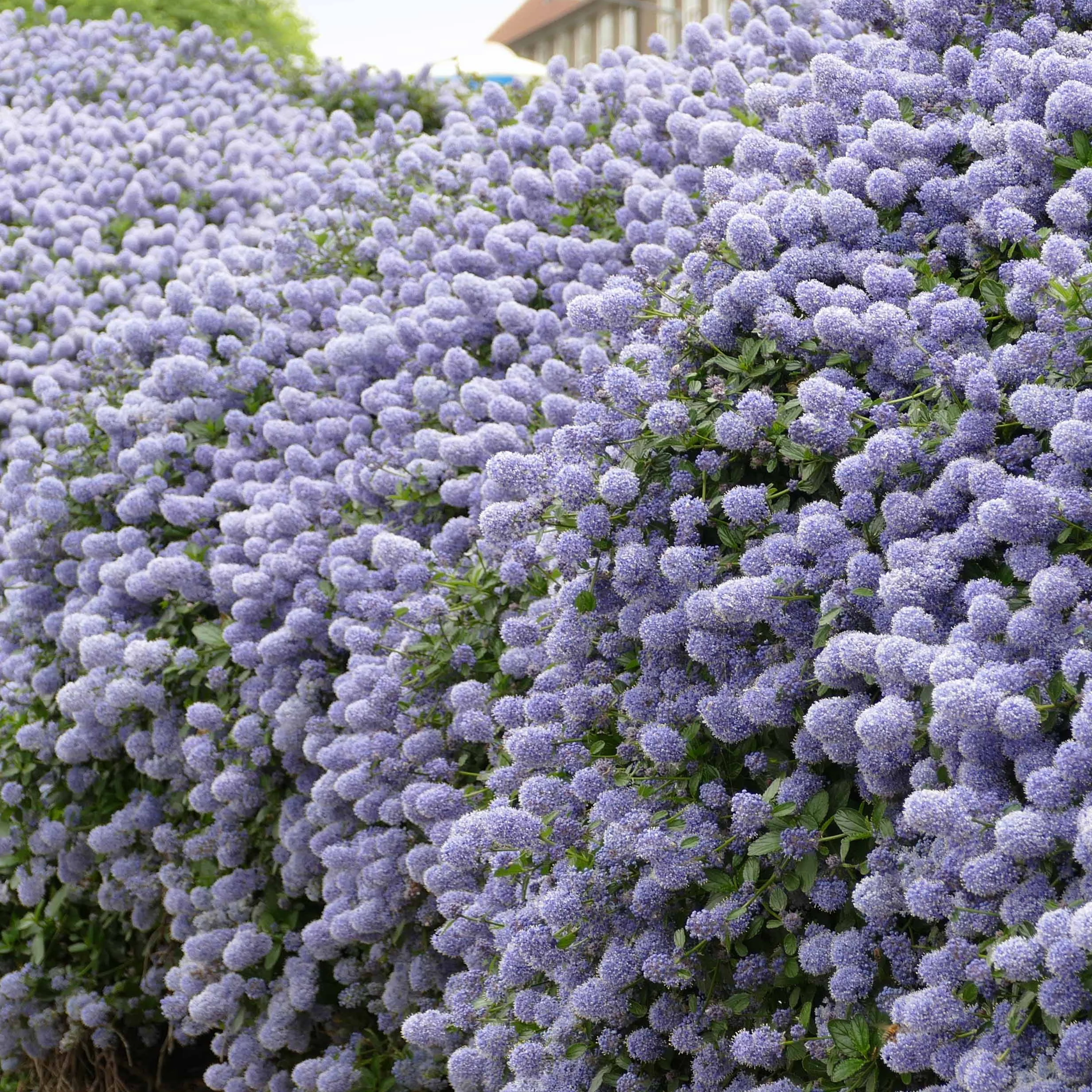 2 Céanothes Victoria ou Lilas de Californie - Image 4