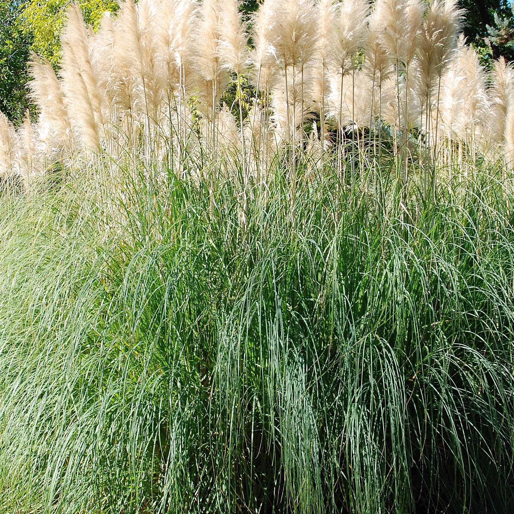 2 Herbes de la pampa blanches