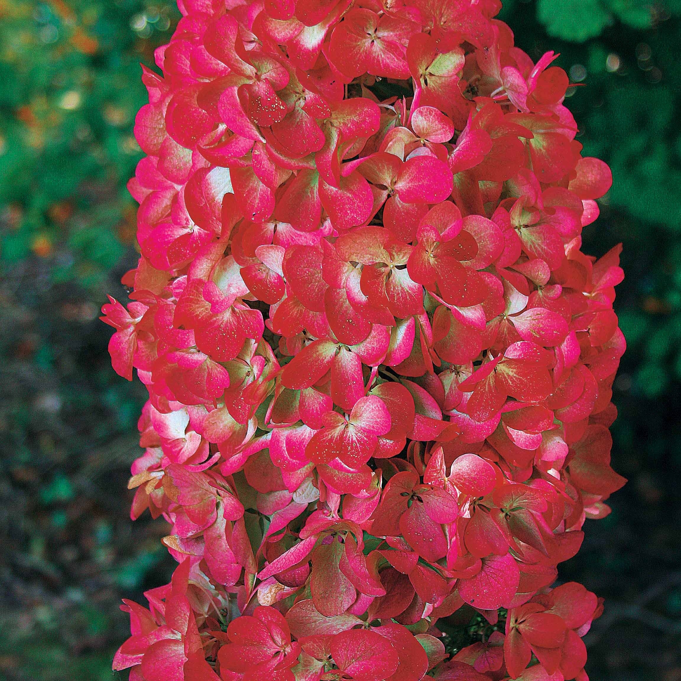 2 Hortensias à panicules Diamant Rouge - Image 2