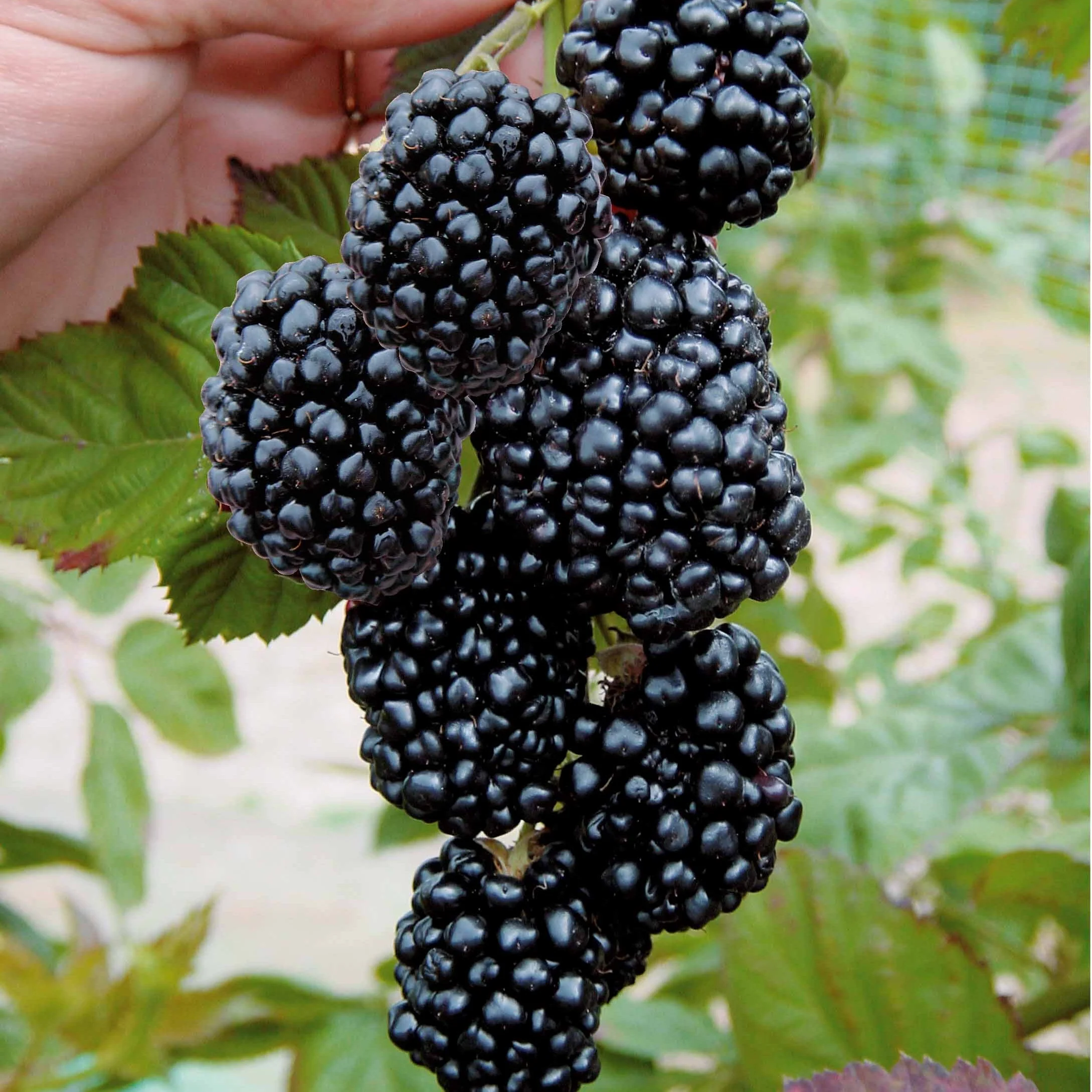 2 Mûriers aux fruits géants Triple Crown