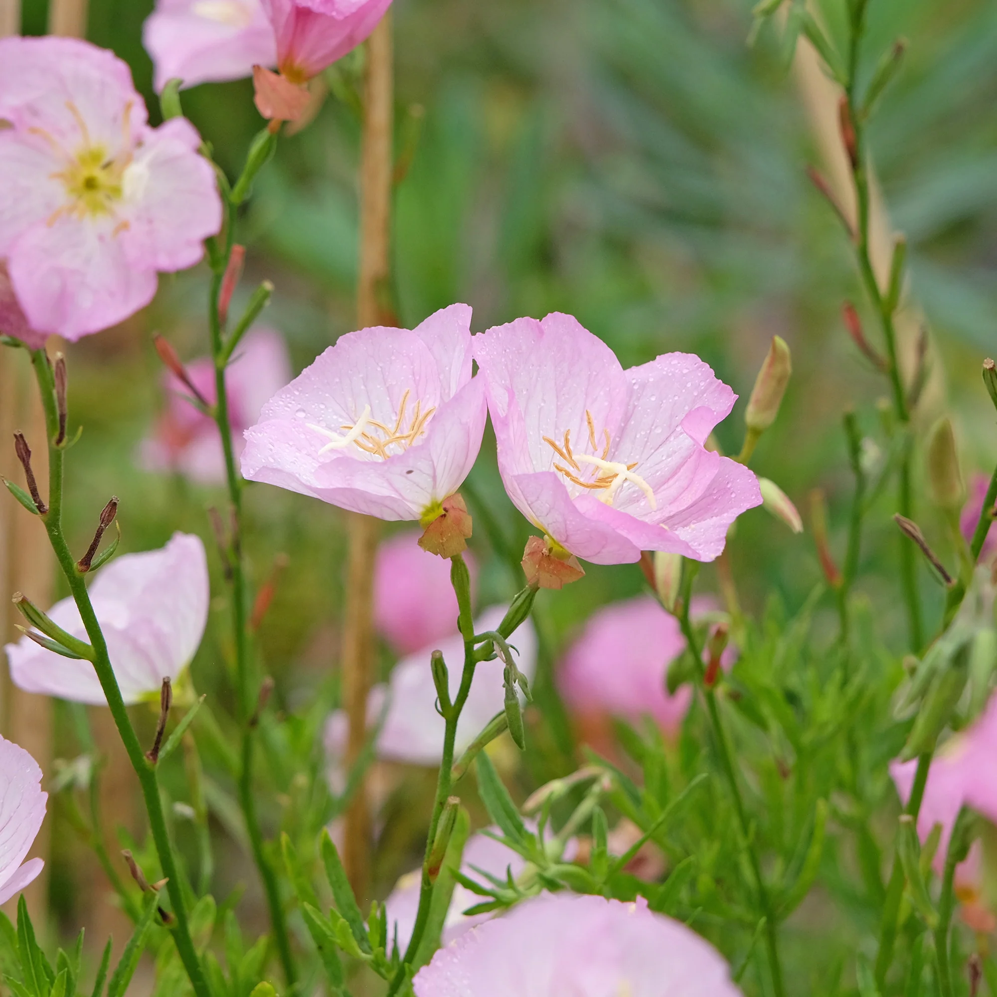 2 Oenothères roses Siskiyou Pink - Image 3