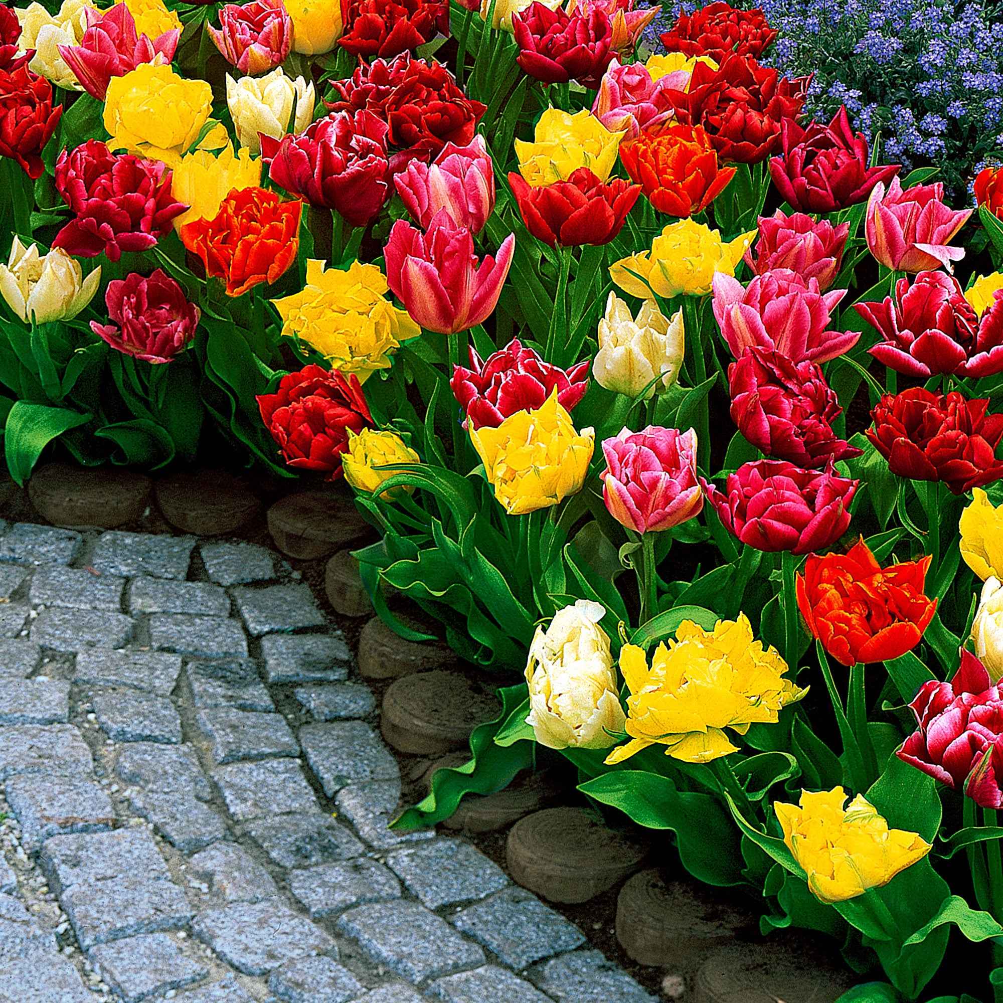 20 Tulipes doubles Murillo en mélange - Image 3