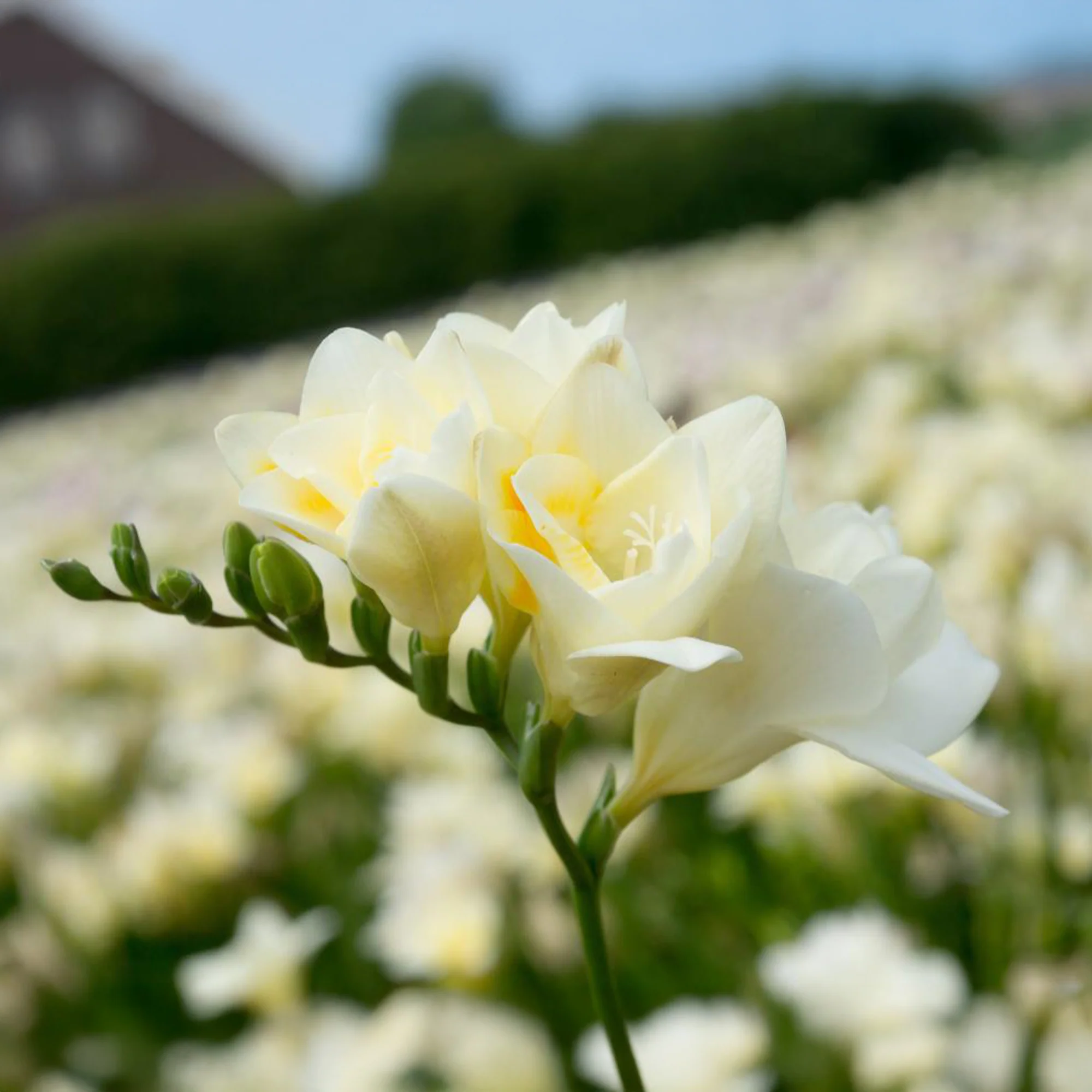 25 Freesias à fleurs doubles blanches