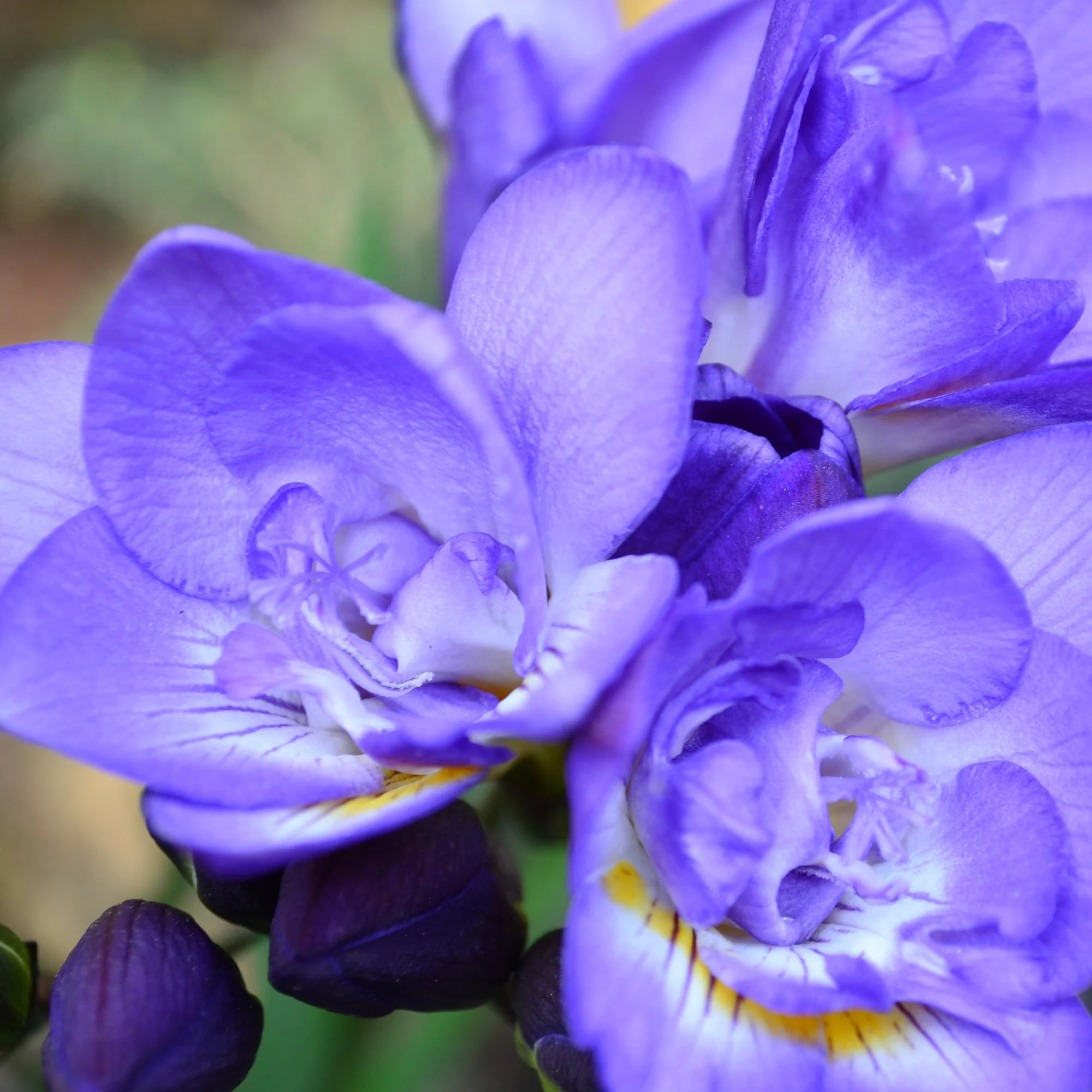 25 Freesias à fleurs doubles bleues - Image 2