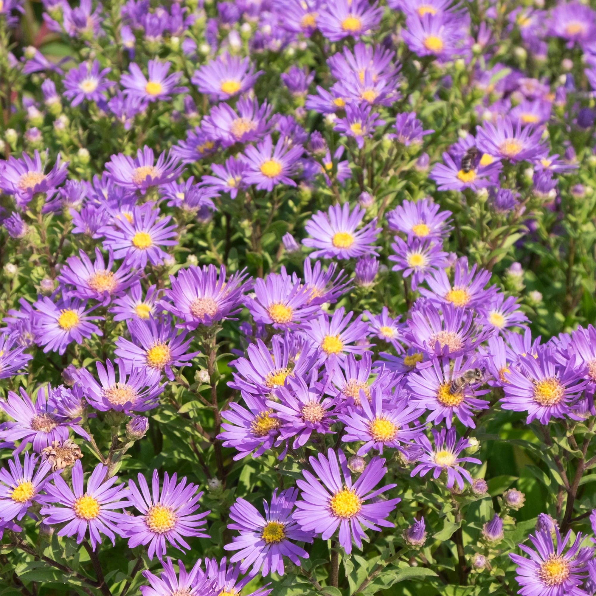 Œil de Christ Violet Queen - Aster Veilchenkönigin - Image 3