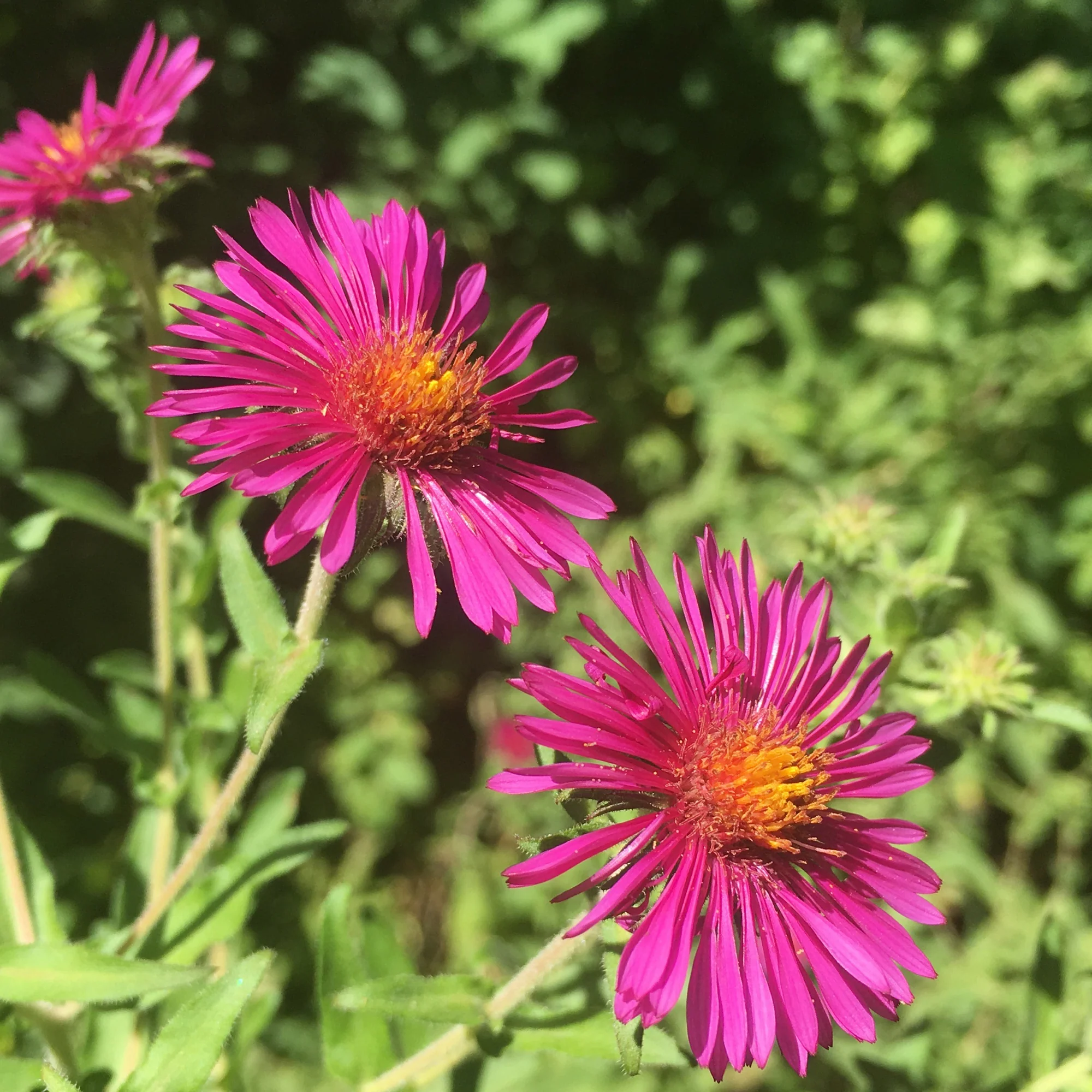 Aster de Nouvelle-Angleterre Septemberrubin