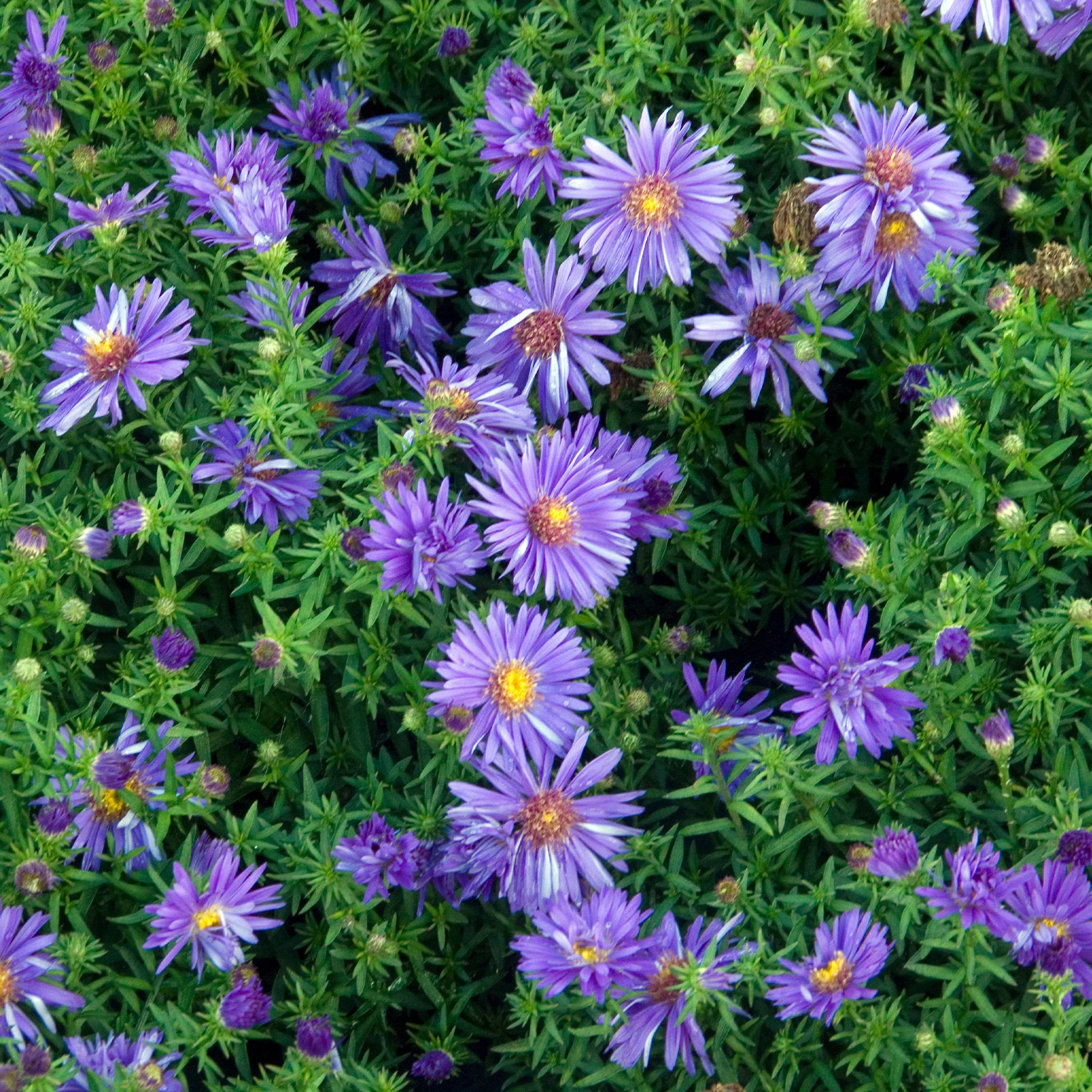 Aster nain d'automne Augenweide