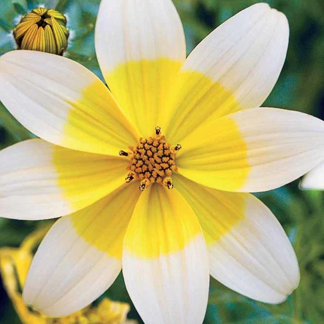 3 Bidens jaunes