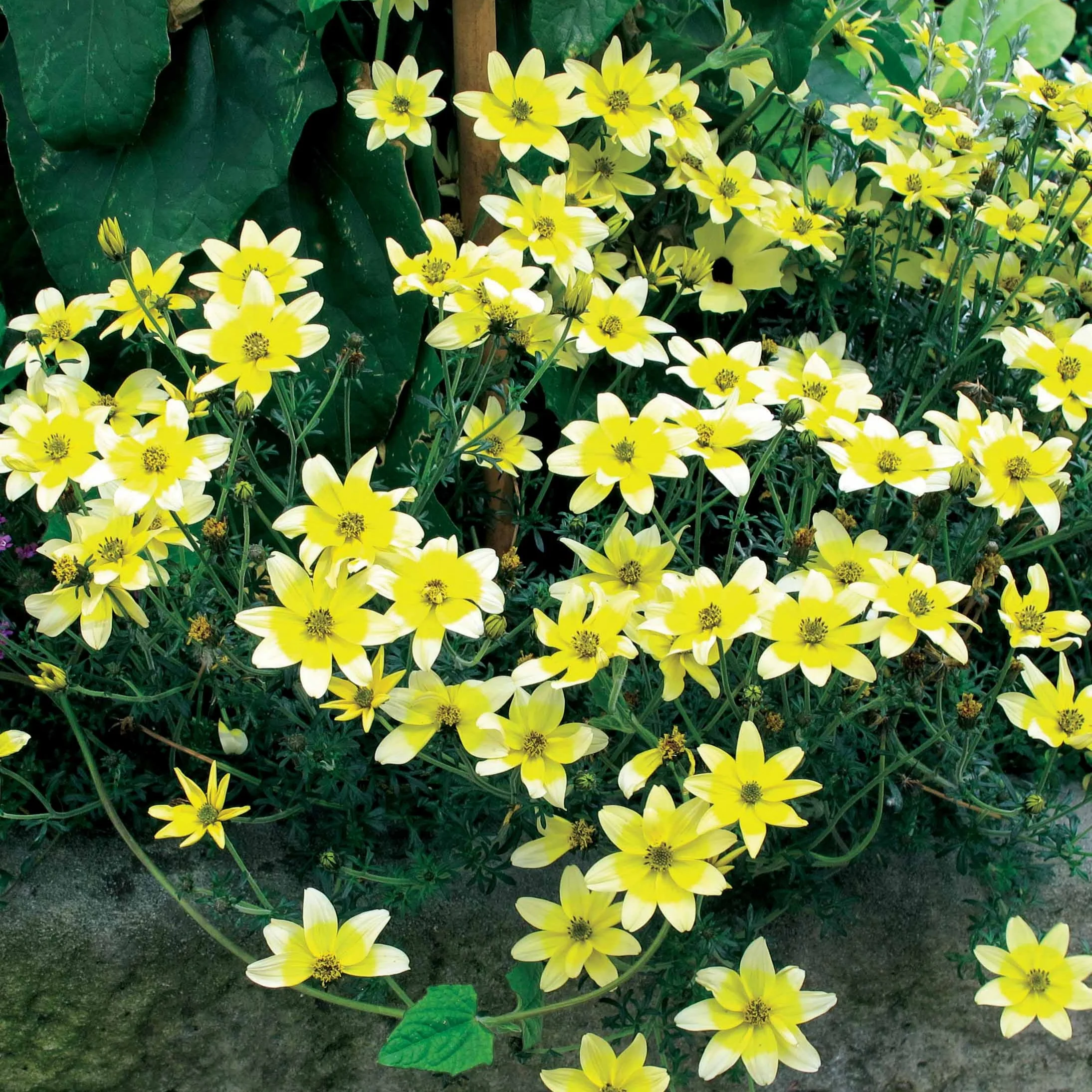3 Bidens jaunes - Image 2