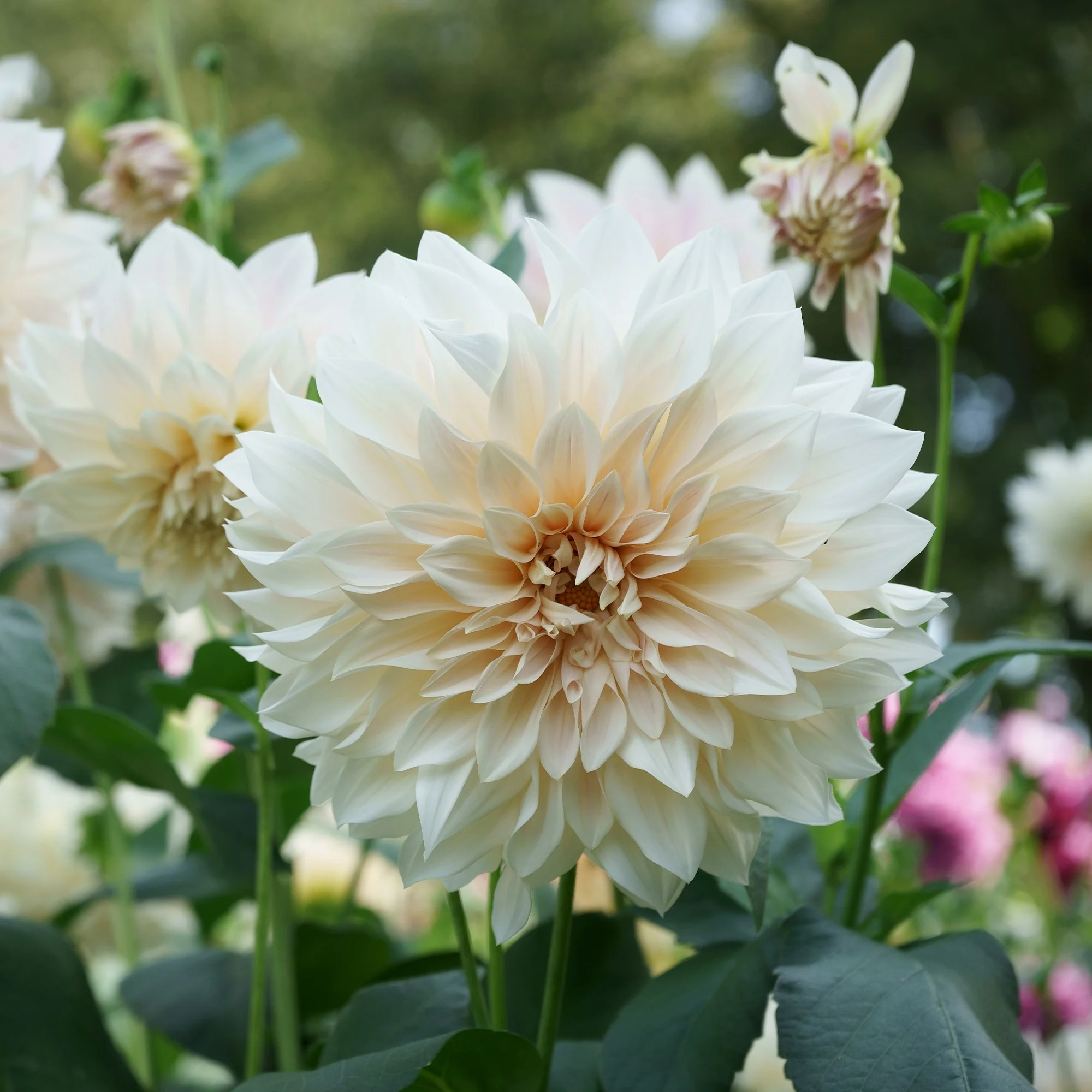 3 Dahlias géant Café au Lait - Image 4