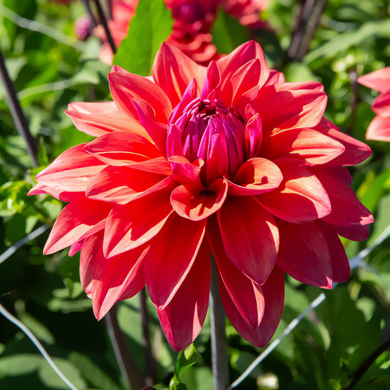 3 Dahlias décoratifs American Dawn - Image 3