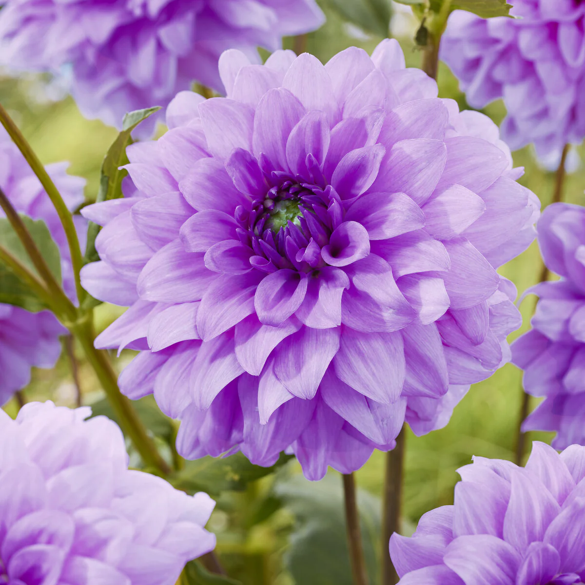 3 Dahlias décoratifs Blue Boy - Image 2