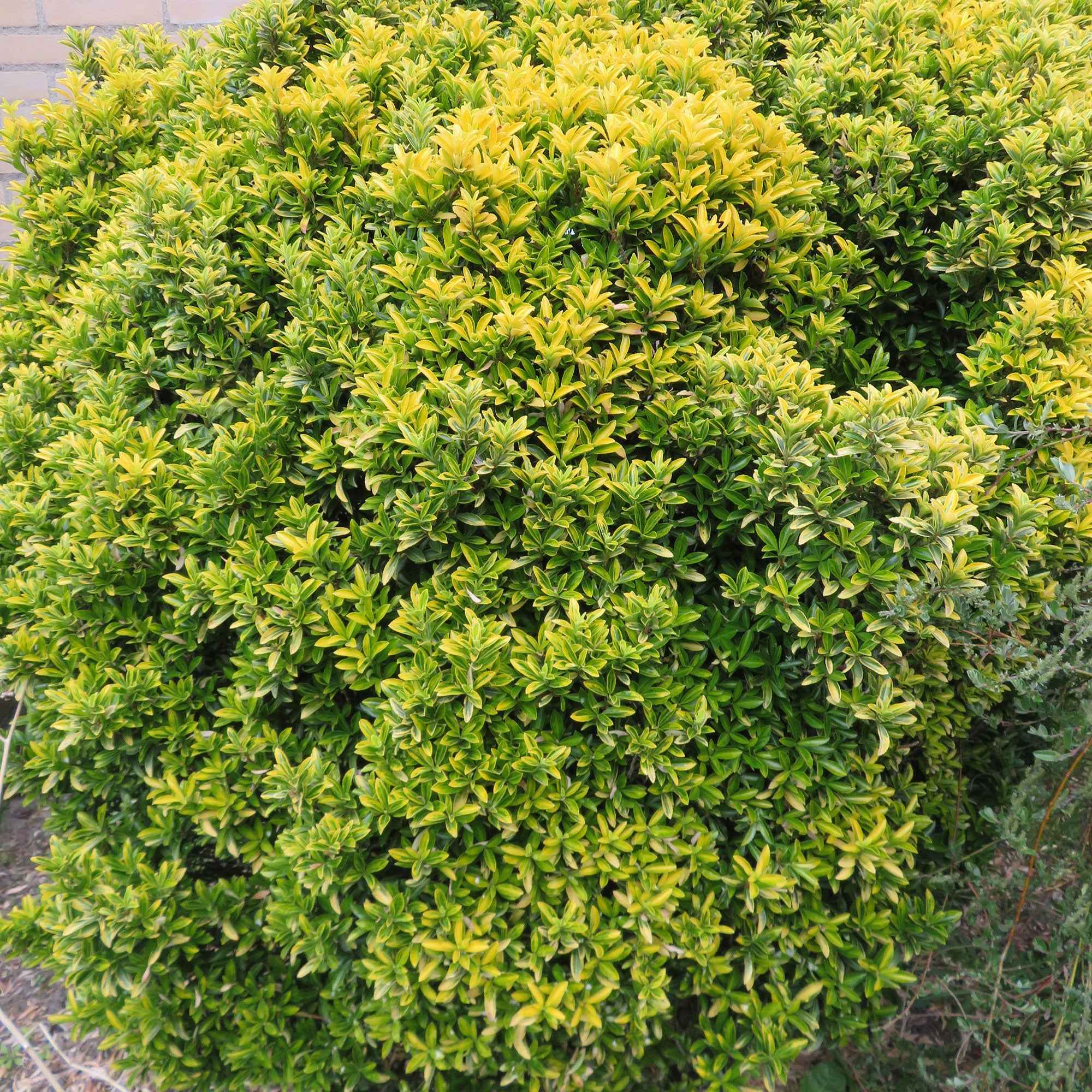 Fusain du Japon aureovariegatus - Image 2