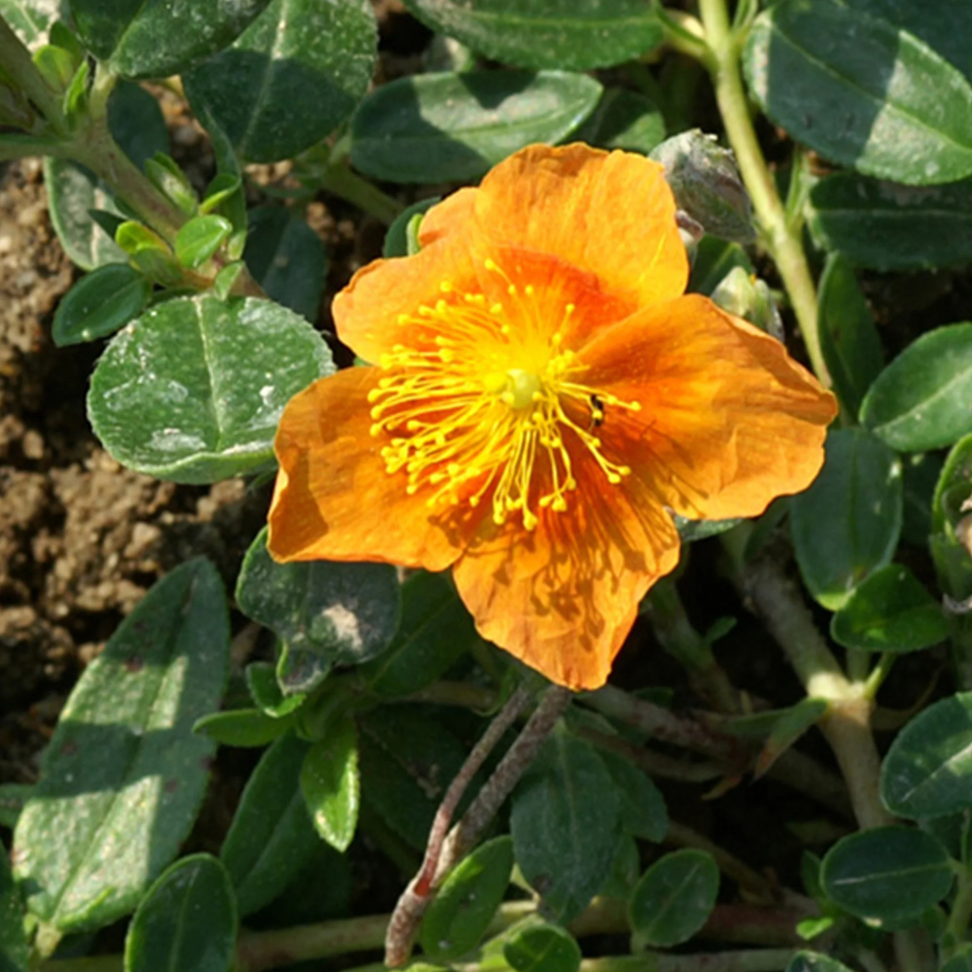Hélianthème Bronzeteppich - Image 2