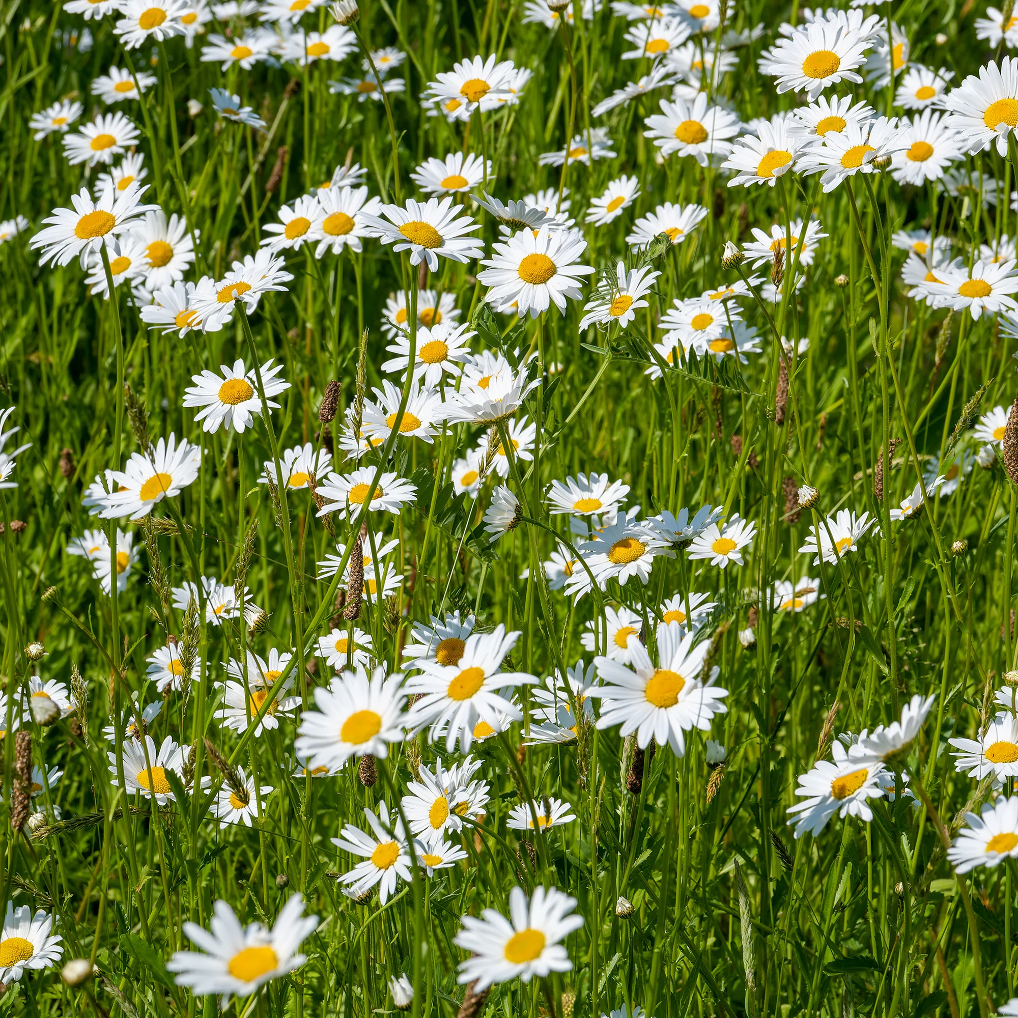Marguerite commune - Image 3