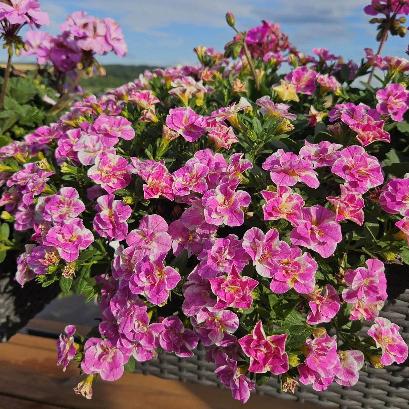 3 Mini-pétunia Double Loopy Rose - Image 2