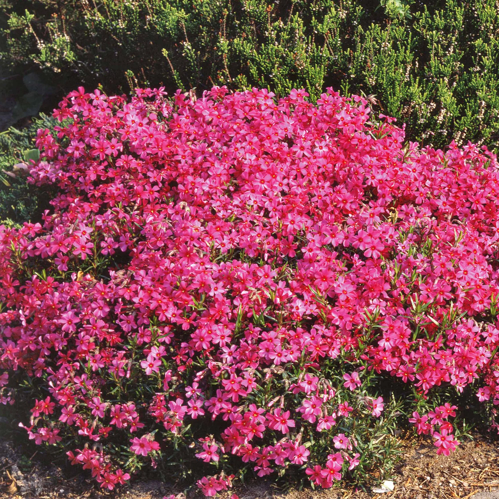 Phlox mousse Moerheimii rose - Image 2