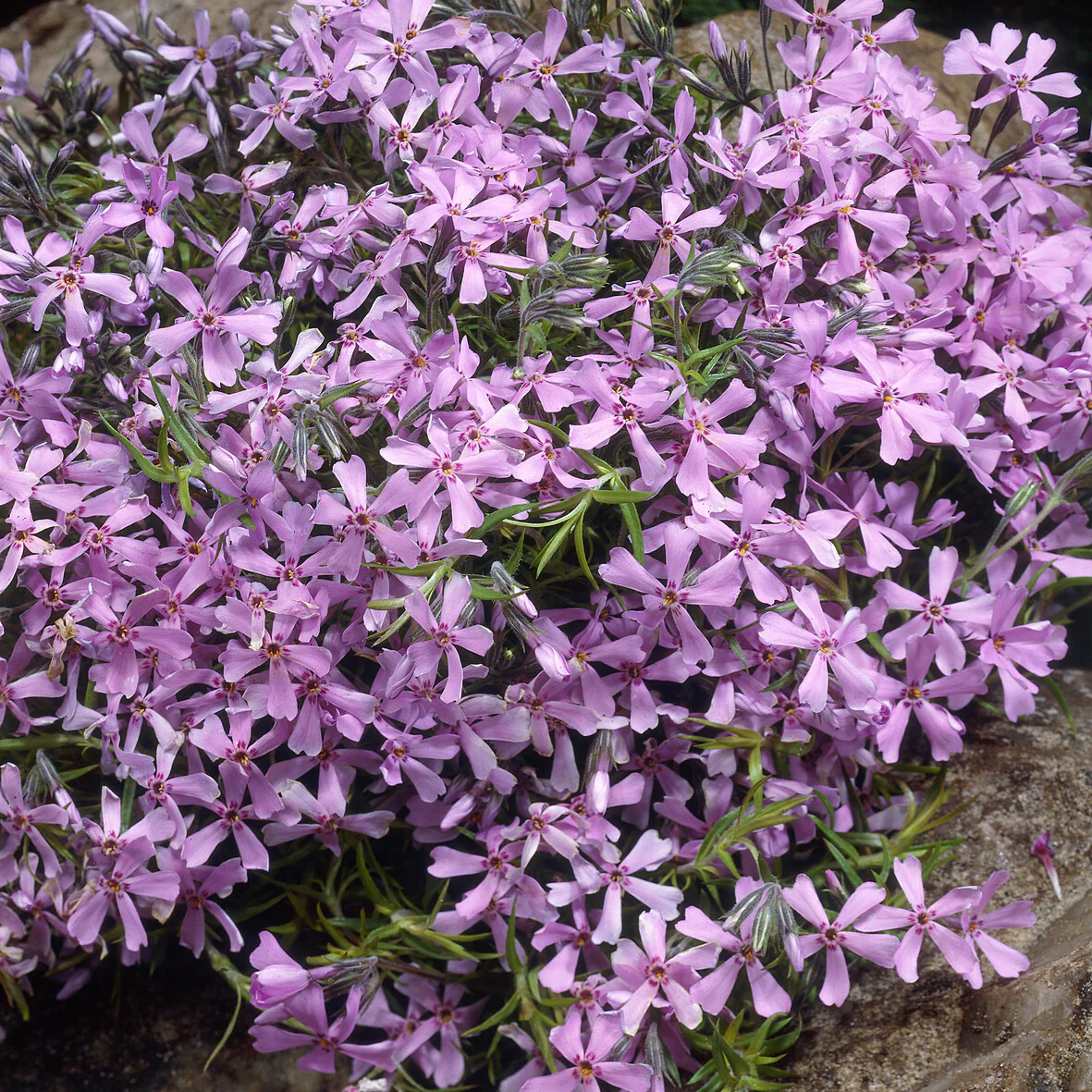 Phlox mousse Moerheimii rose - Image 3