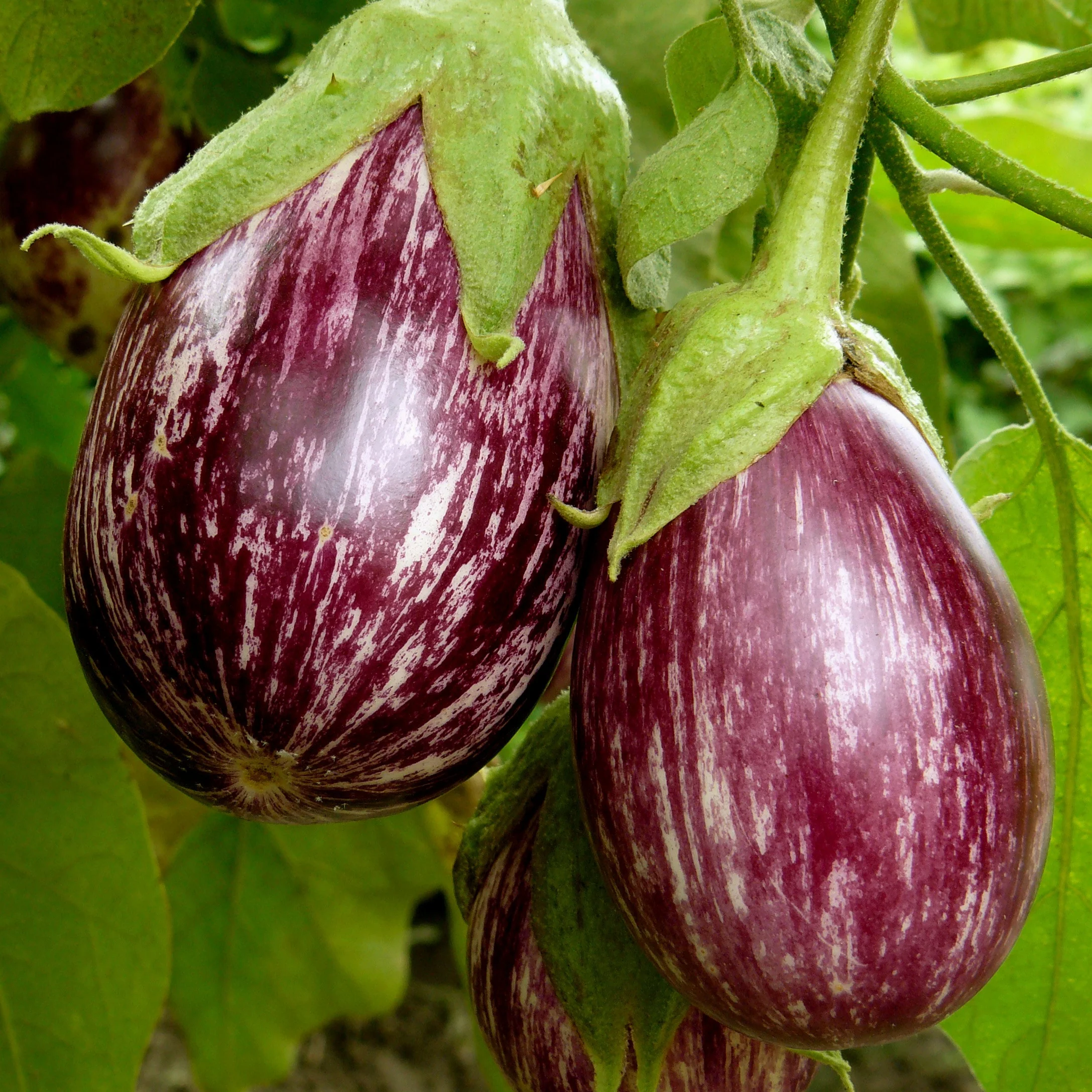 3 Plants d'Aubergine zébrée violette Rania