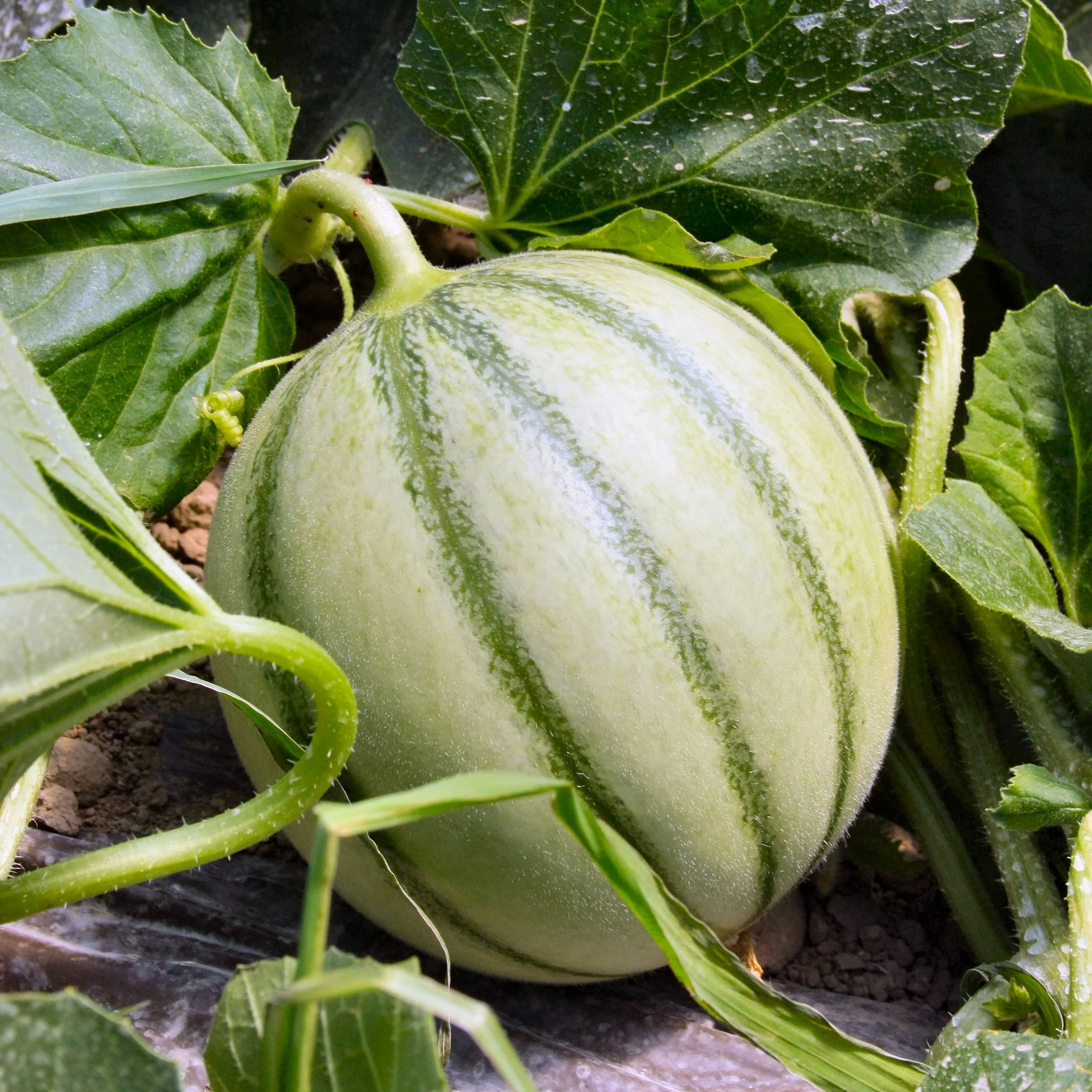 3 Plants de Melon Edgar F1