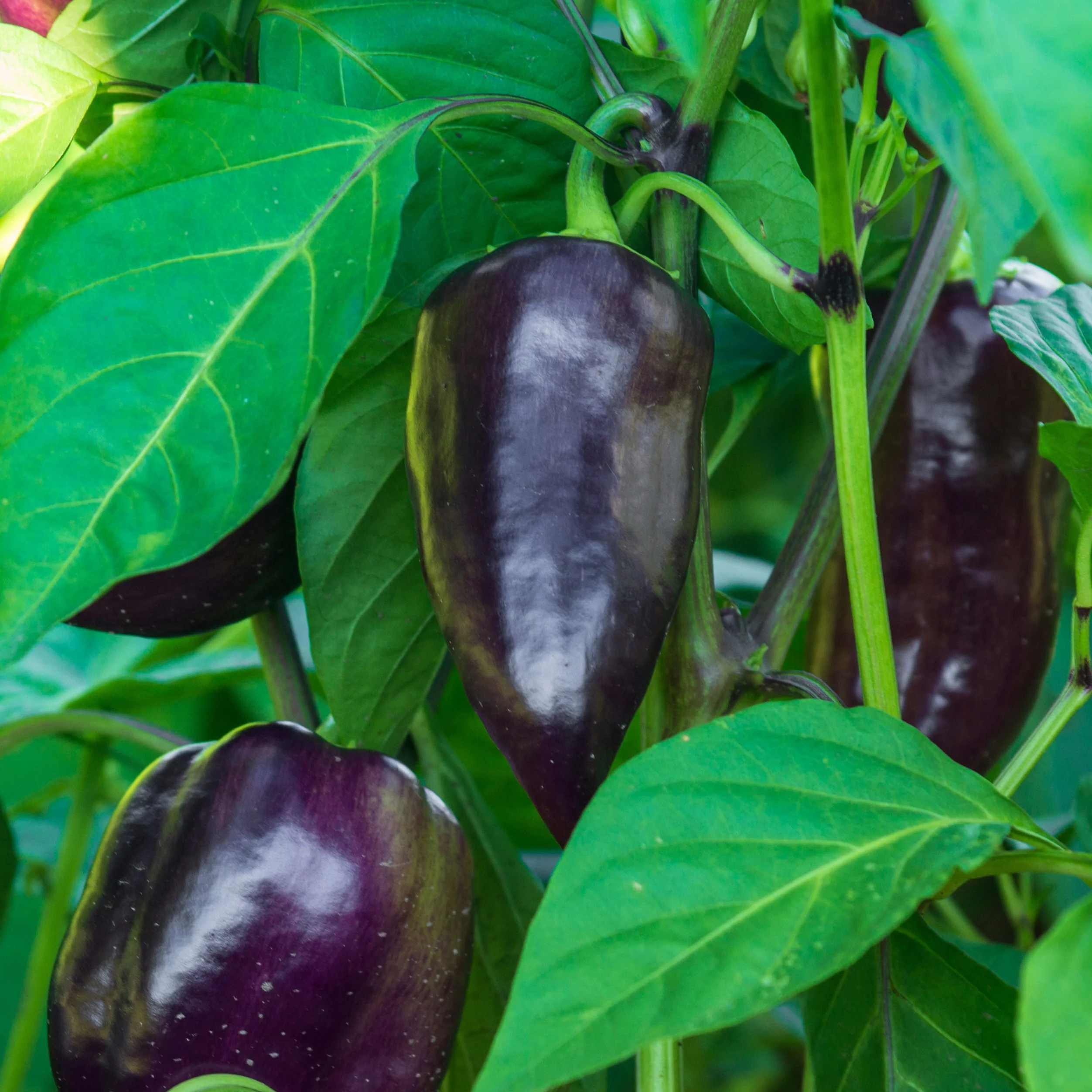 3 Plants de Poivron Bellania - Image 2