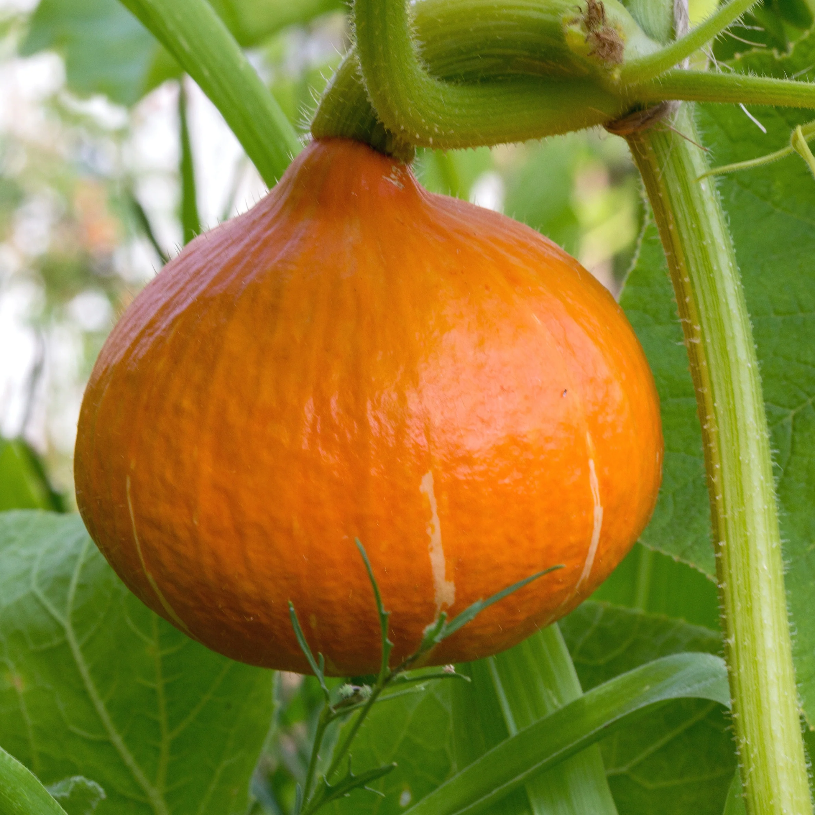 3 Plants de Potimarron