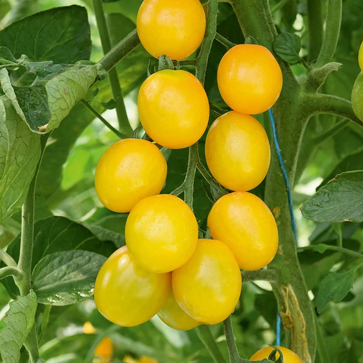 3 Plants de Tomate Cerise Gusta Mini Yellow F1