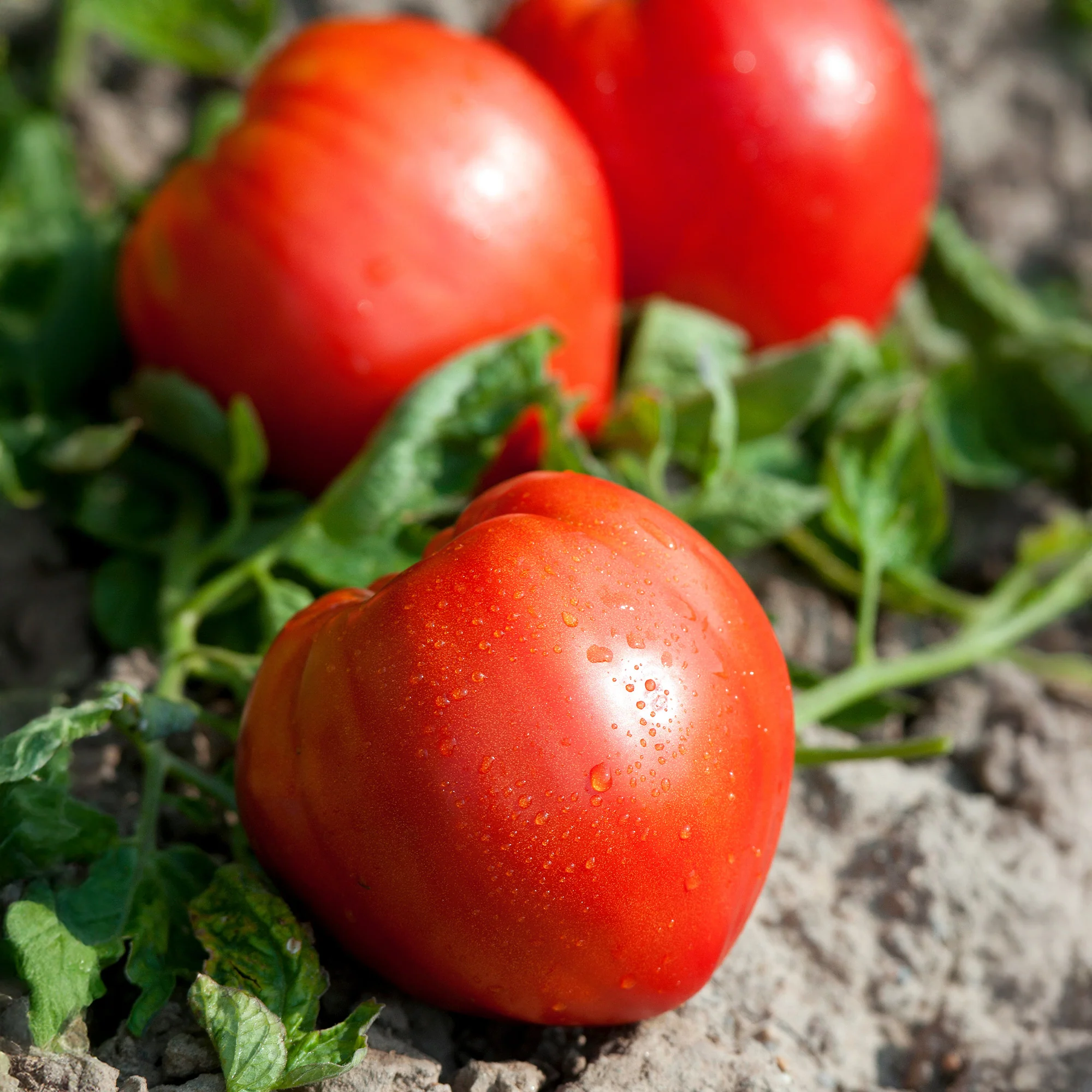 3 Plants de Tomate Coeur de Boeuf