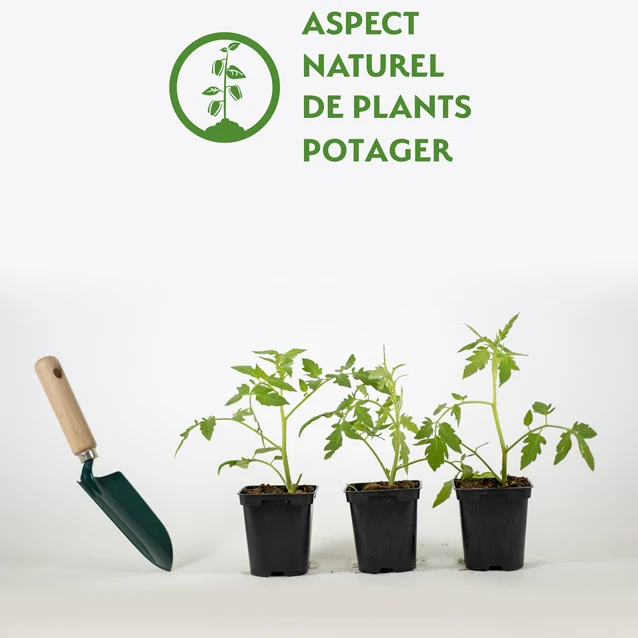 3 Plants de Tomate Saint Pierre F1 - Image 2
