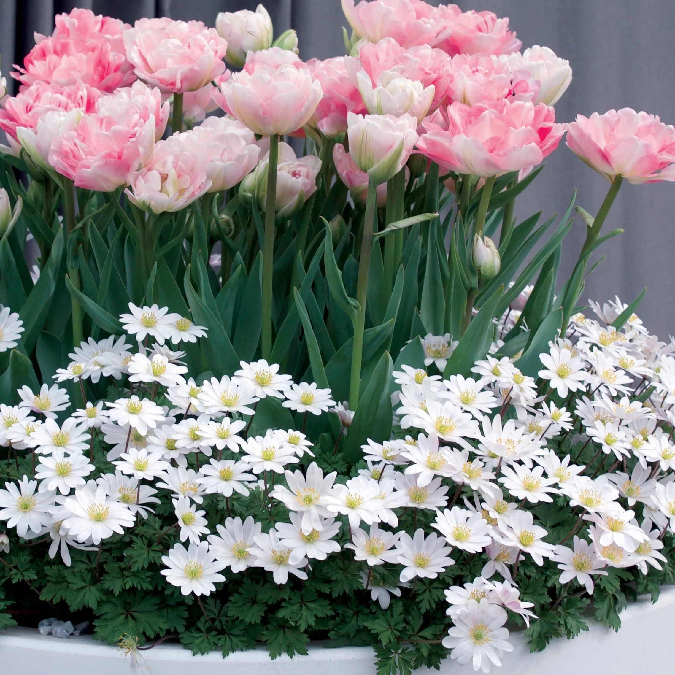 30 Bulbes pour pot fleuri