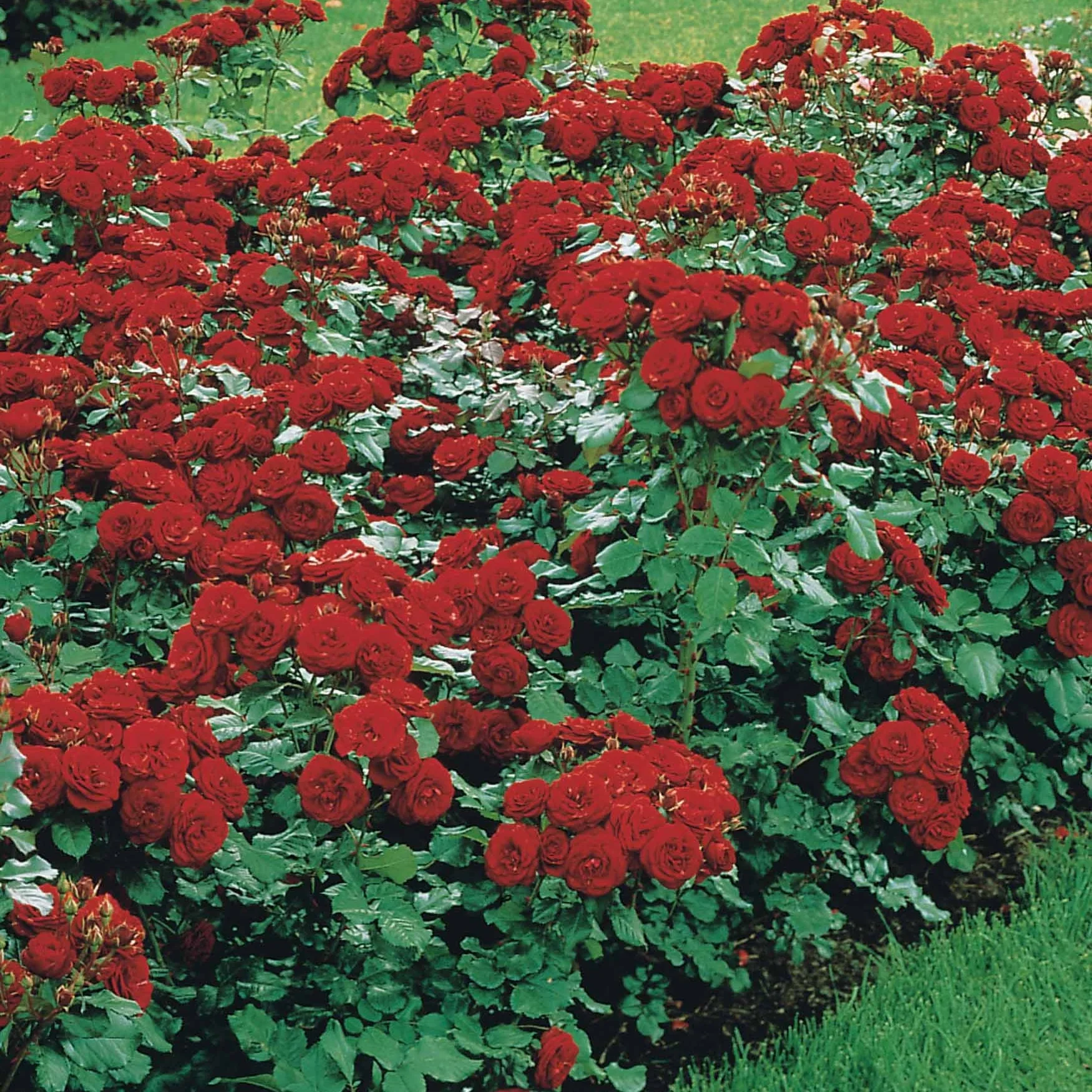 30 Rosiers à massif Lilli Marleen