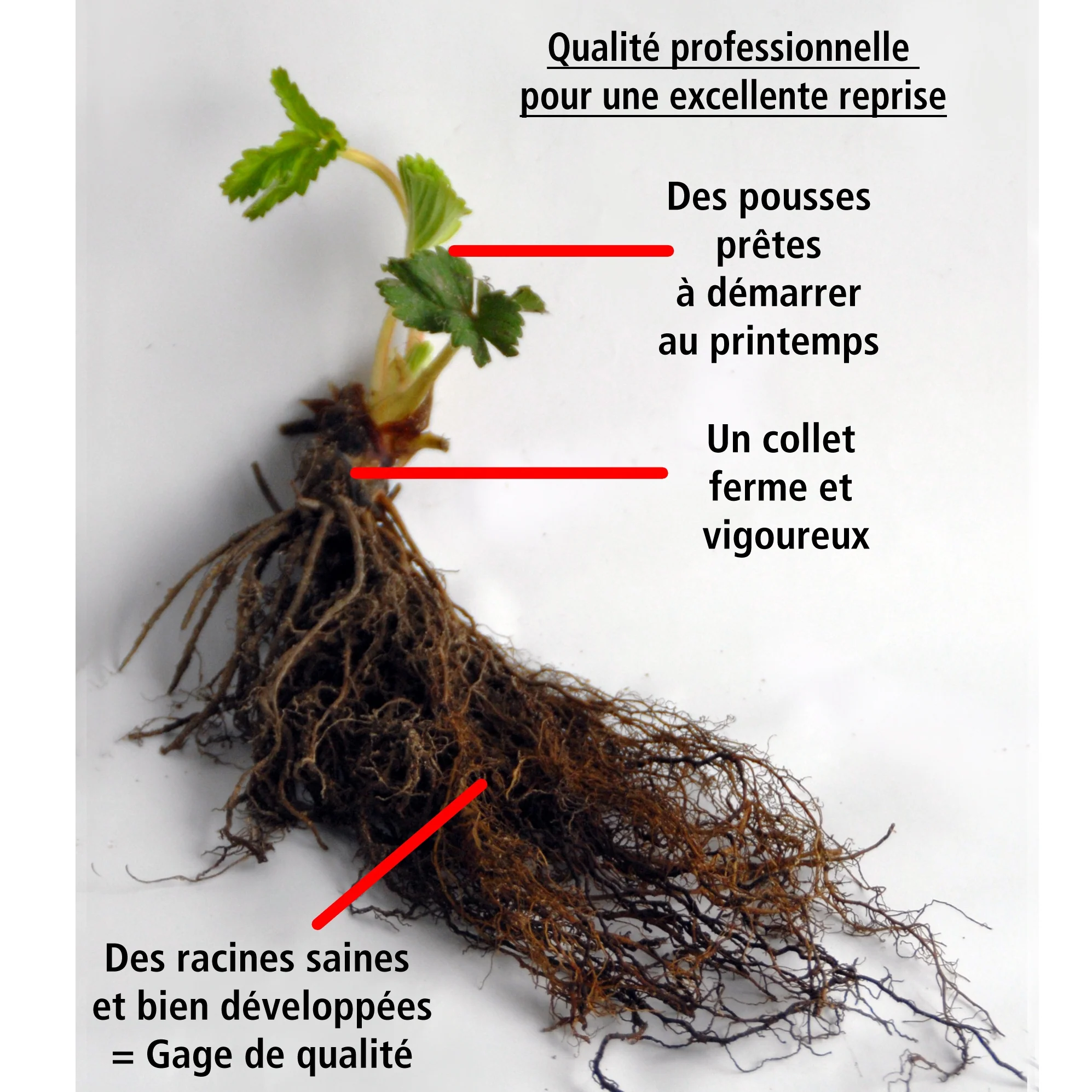 40 Fraisiers non remontants Maxim - Image 2