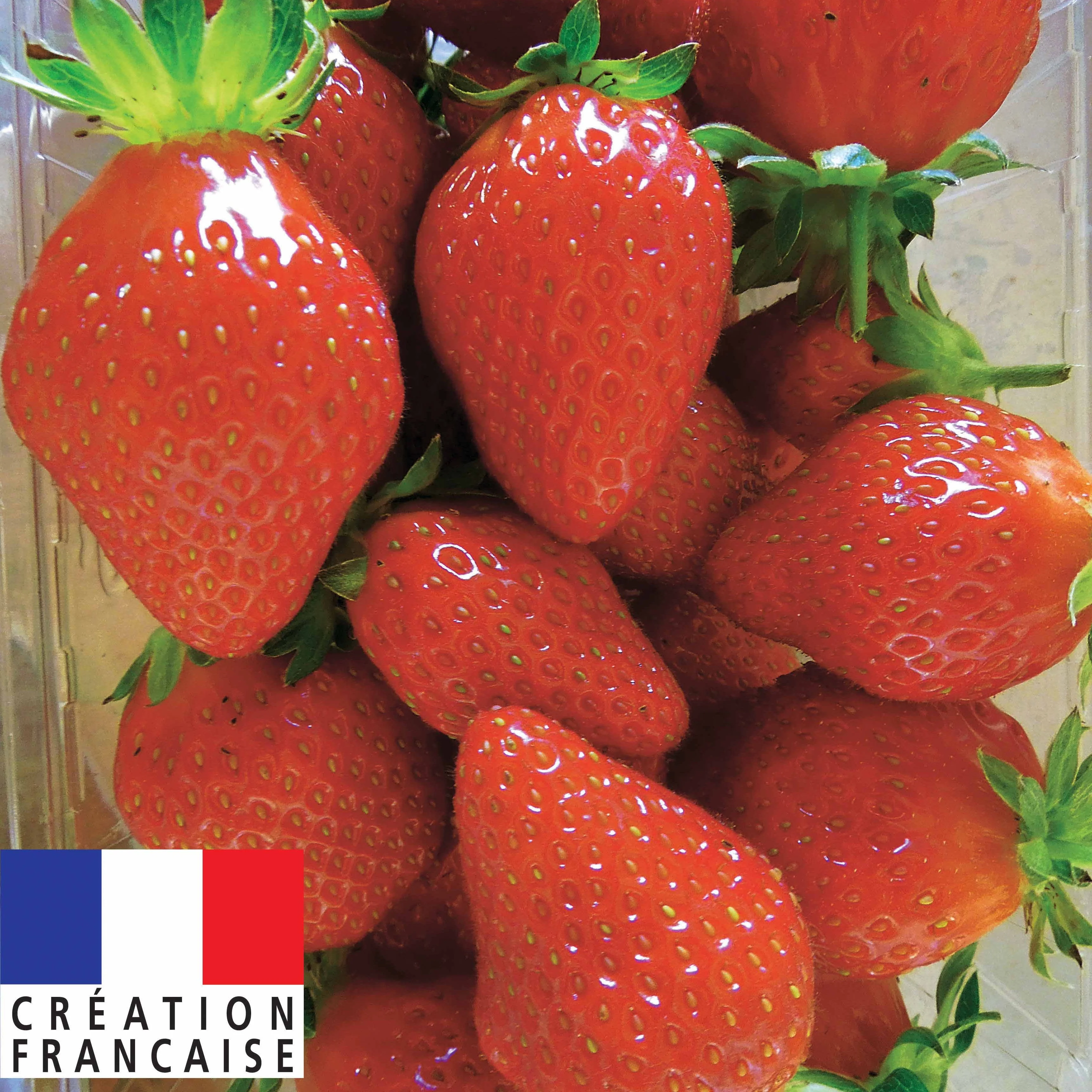 40 Fraisiers remontants Mariguette ® COV Marionnet 99