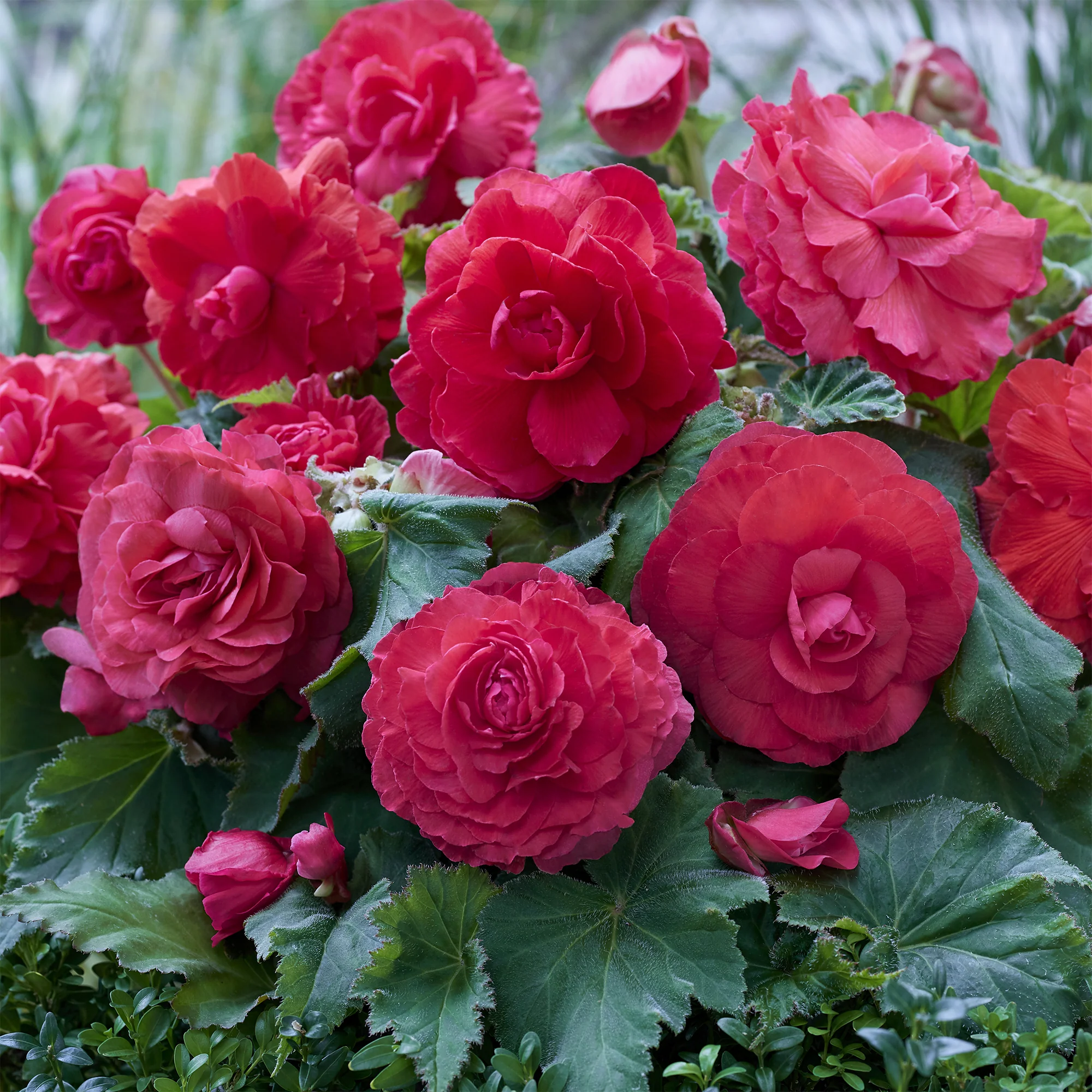 5 Bégonias doubles roses - Image 2