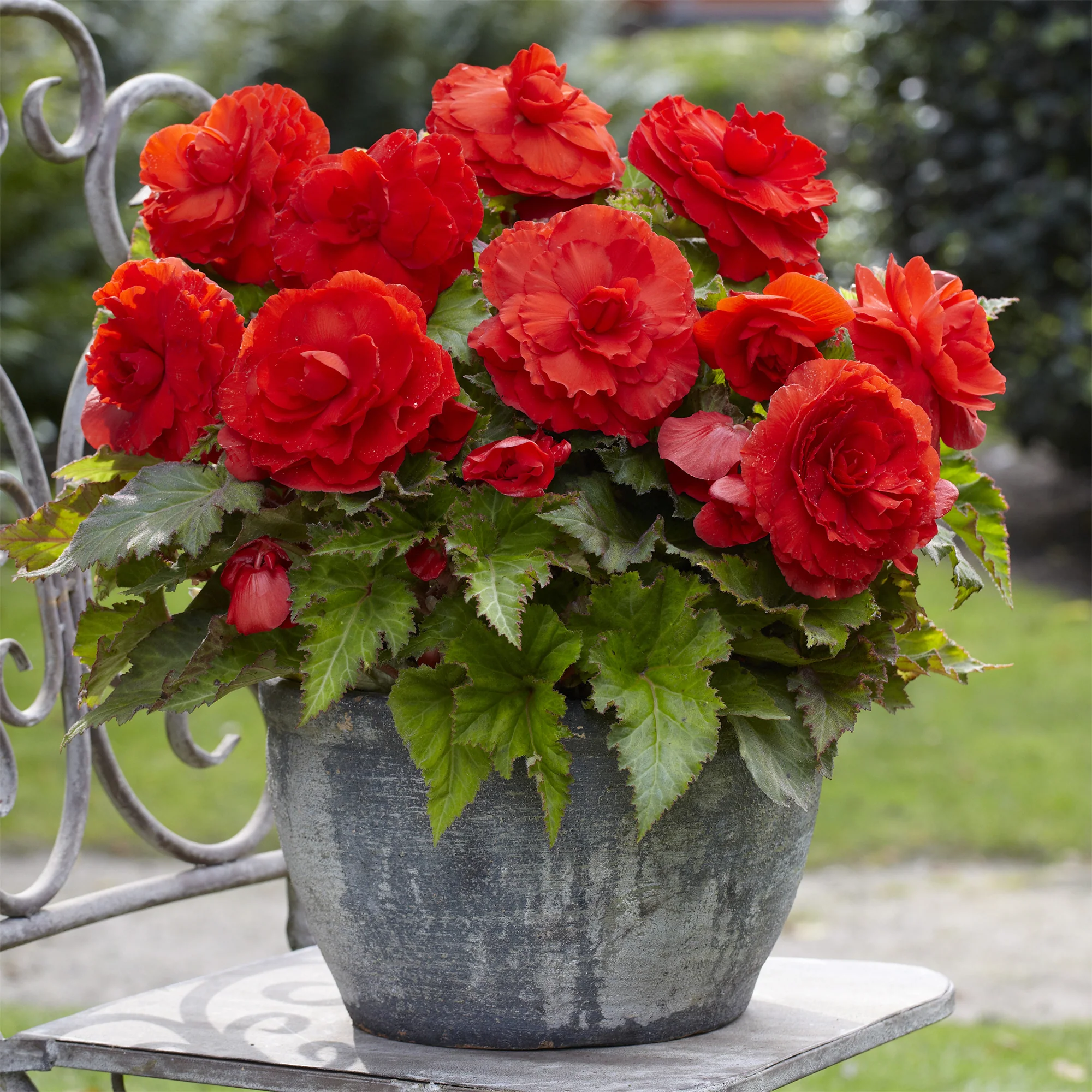 5 Bégonias doubles rouges
