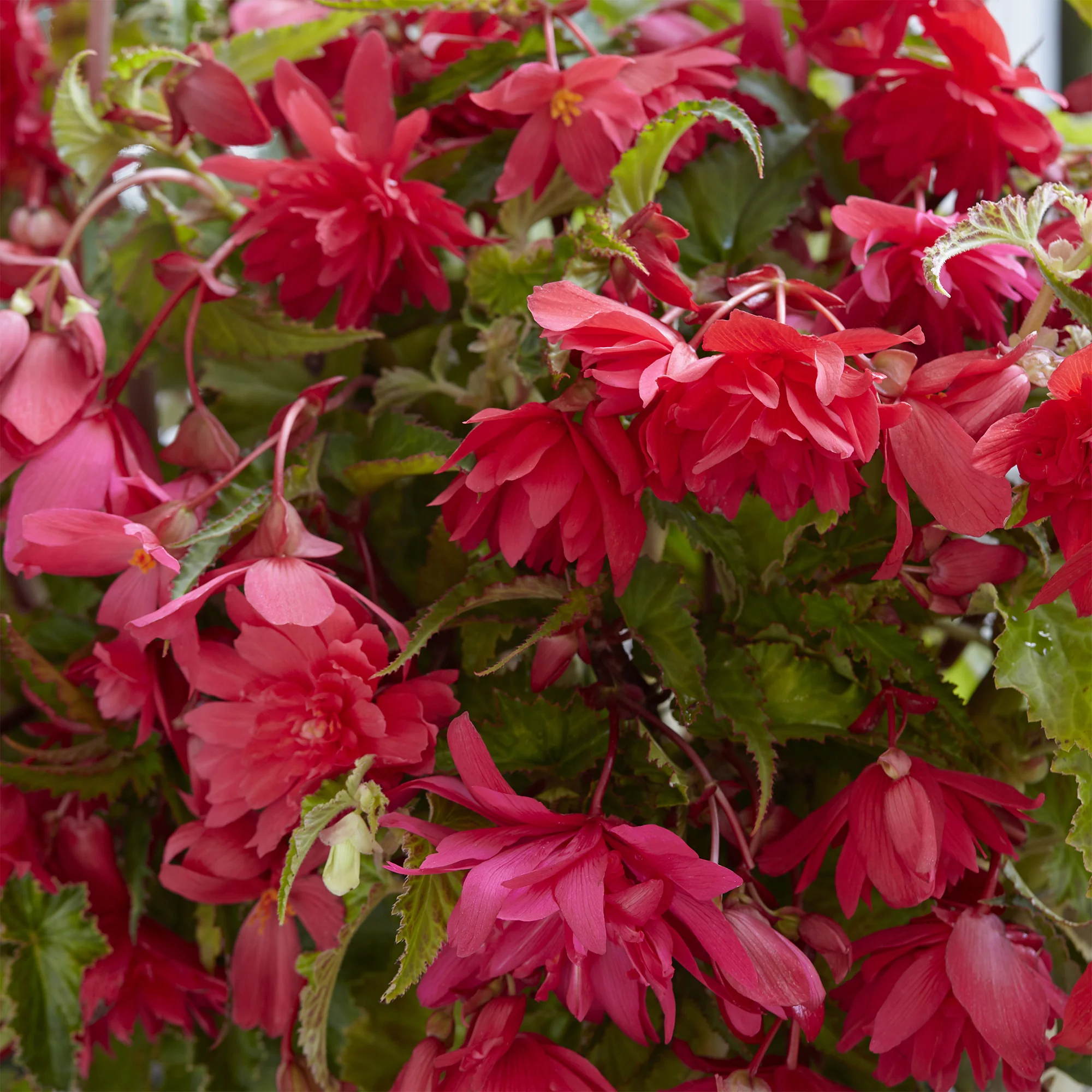 5 Bégonias retombants roses
