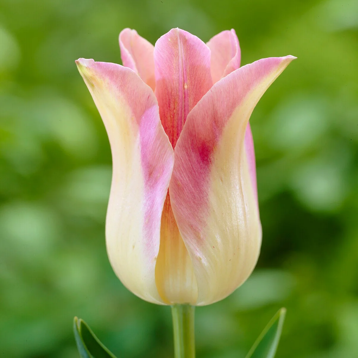 5 Tulipes fleur de lis 'Elegant Lady' - Image 2