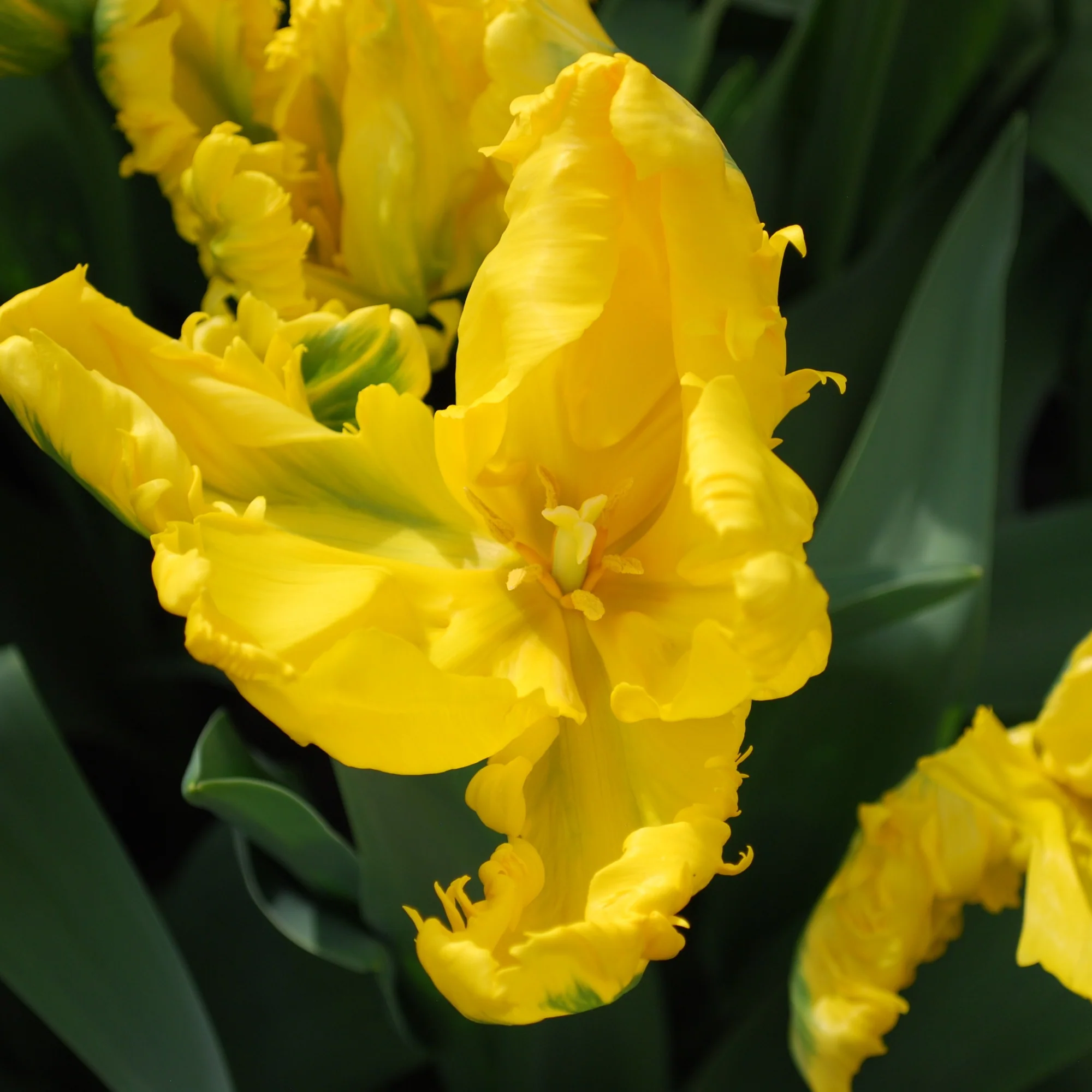 5 Tulipes 'Jan Van Nes Parrot' - Image 2
