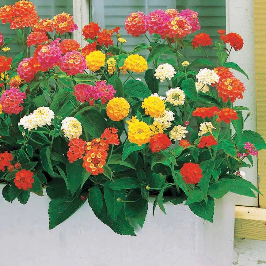 6 Lantanas en mélange