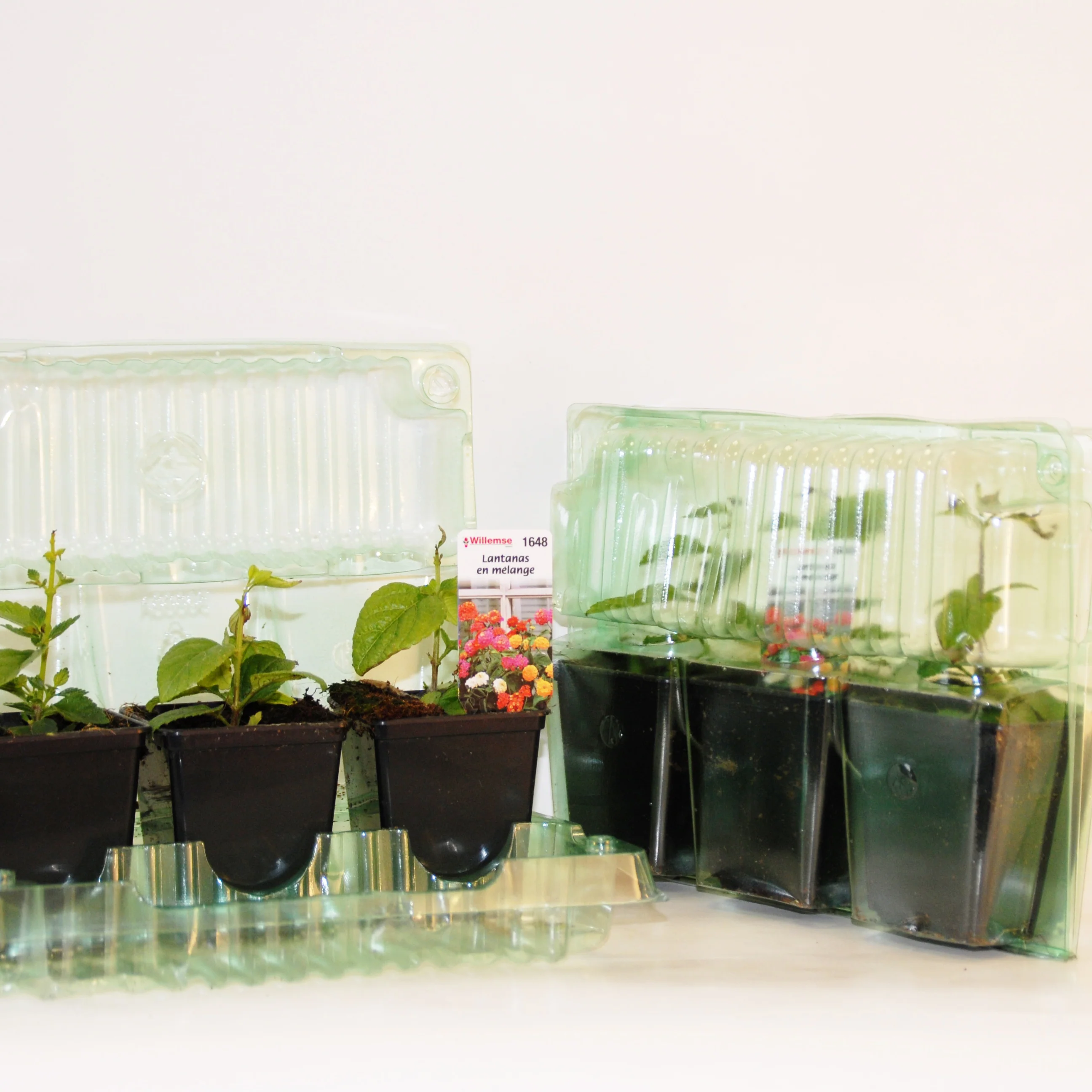 6 Lantanas en mélange - Image 6