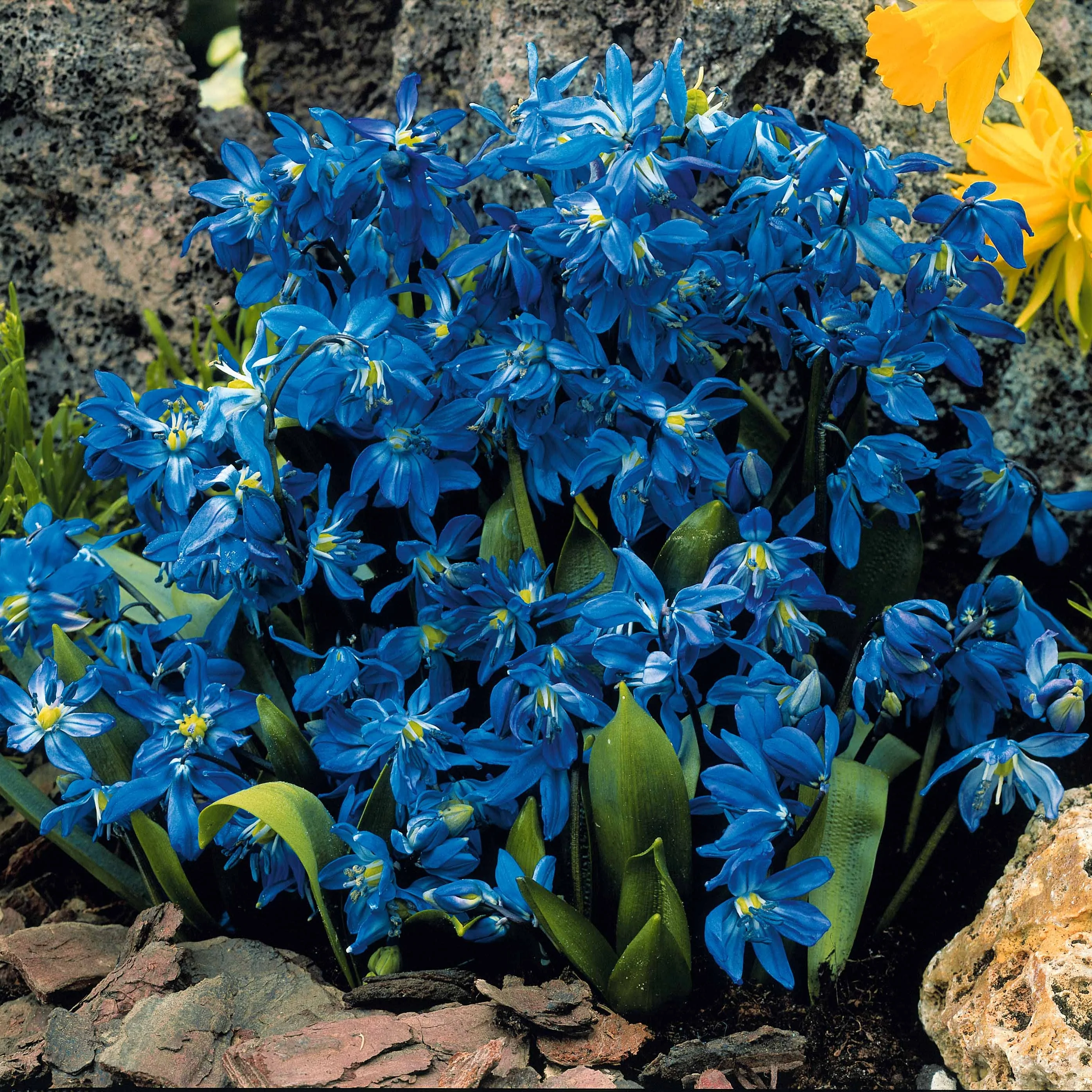 65 bulbes bleu/jaune attirant les abeilles - Image 4
