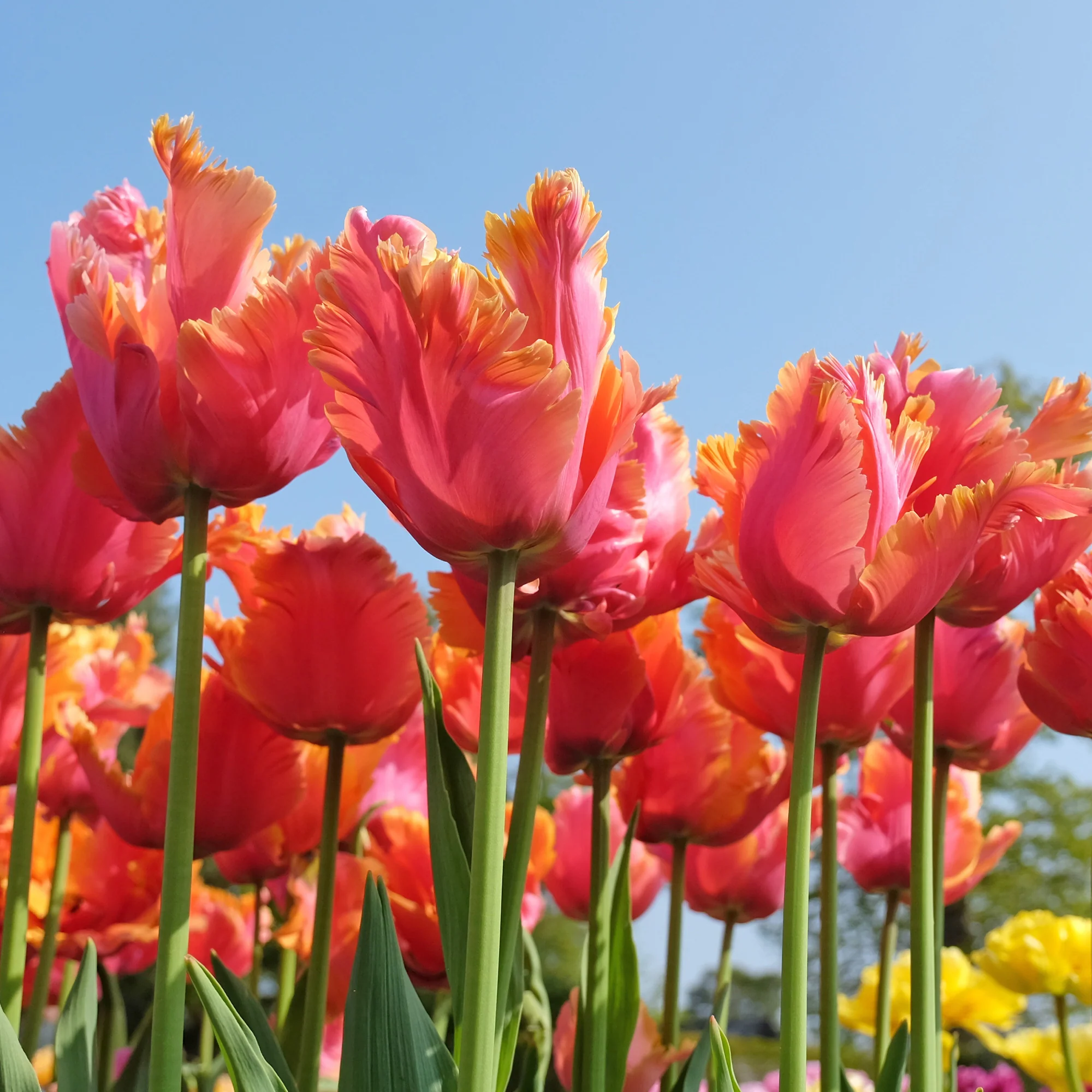 7 Tulipes perroquets Amazing Parrot