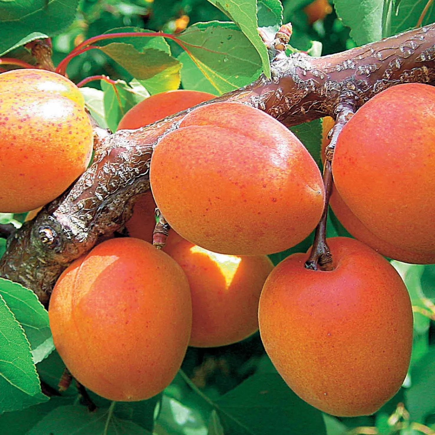 Abricotier Orange Summer ® COV EU.22.071