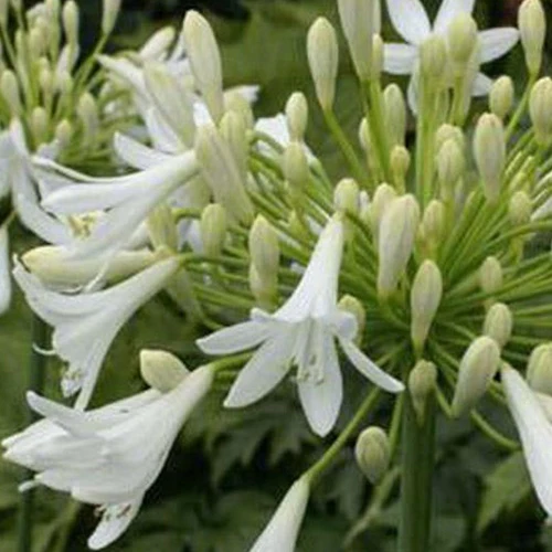 Agapanthe Headbourne White