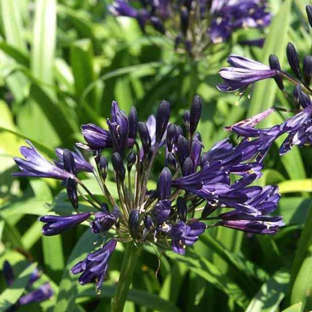 Agapanthe PITCHOUNE ® Violet - Image 2