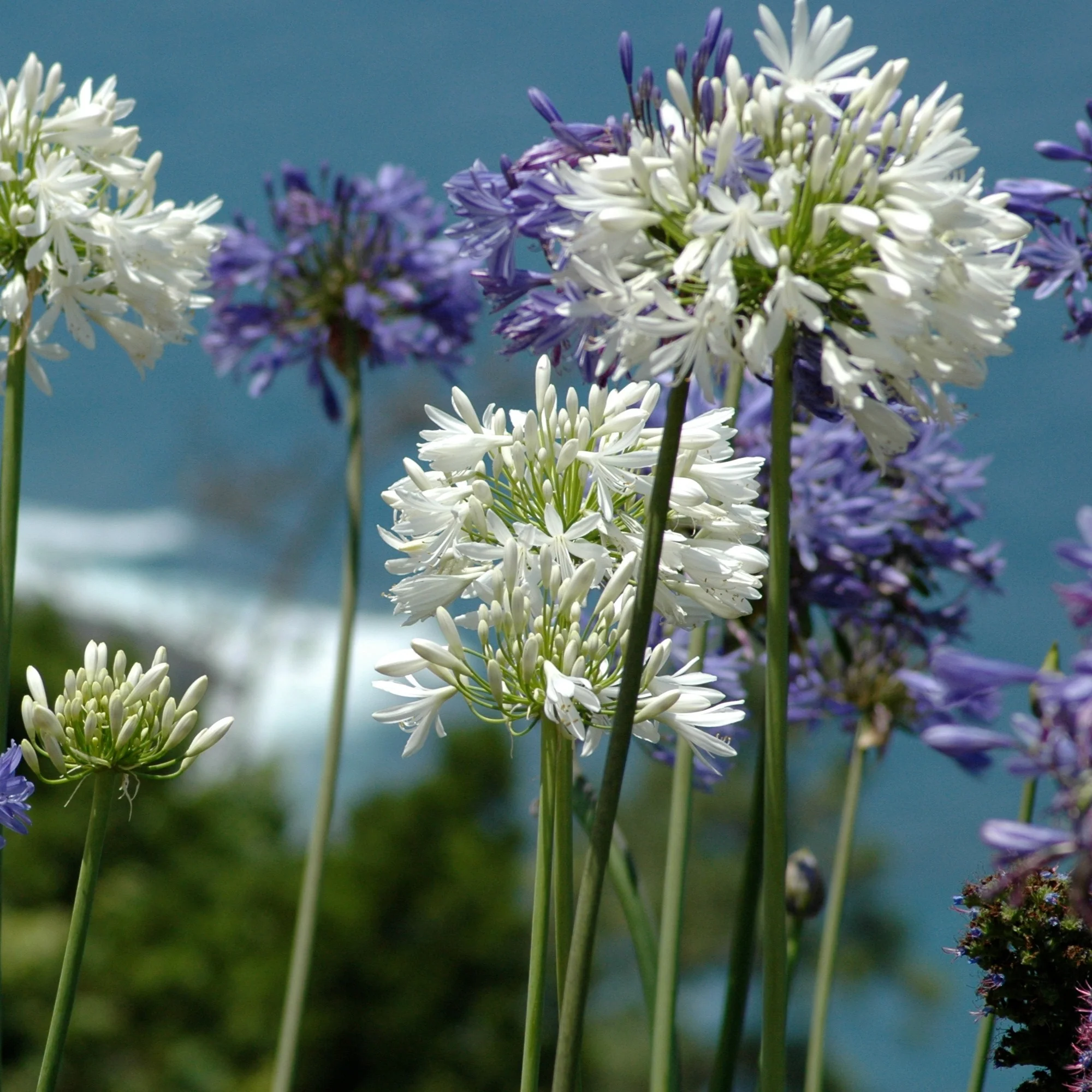 3 Agapanthes violettes et blanche en mélange - Image 3