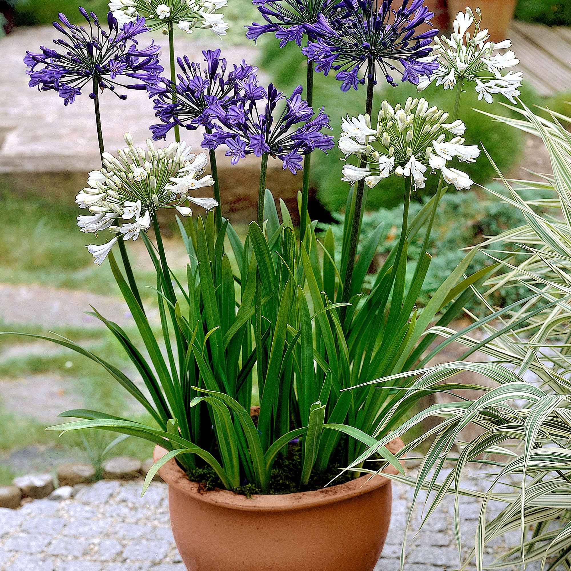 3 Agapanthes violettes et blanche en mélange - Image 4